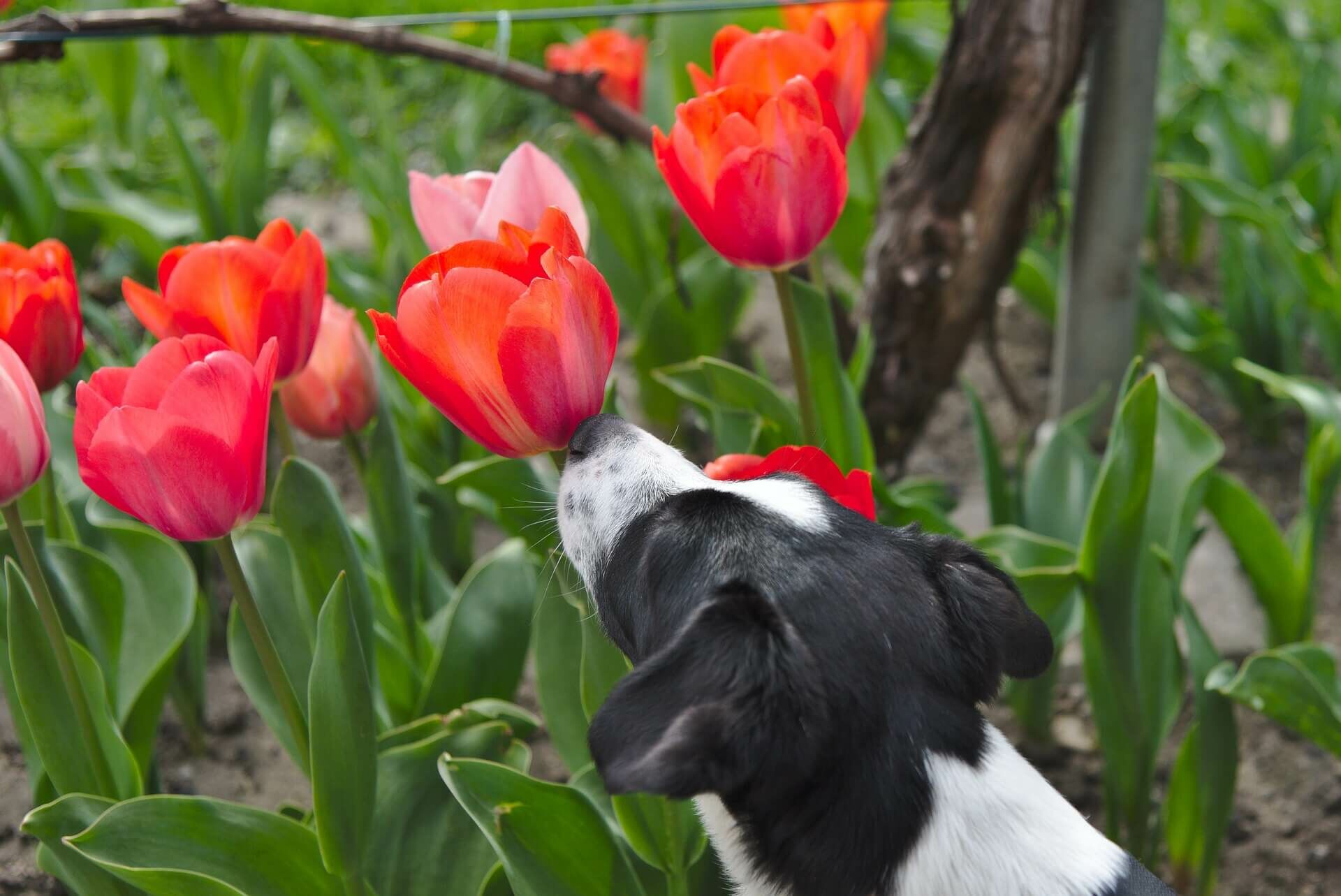 kutya virág