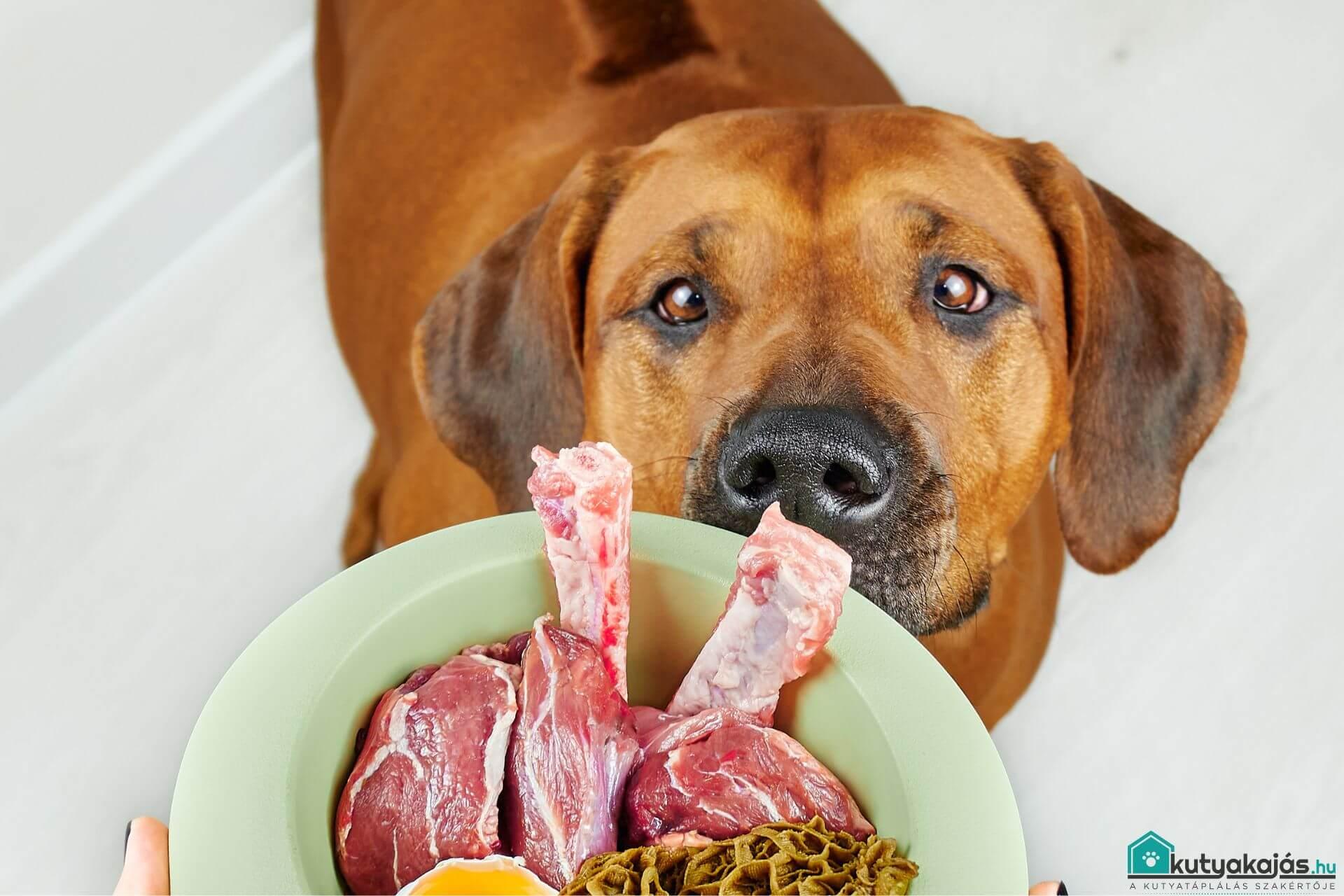 nyers-etetes-kutya