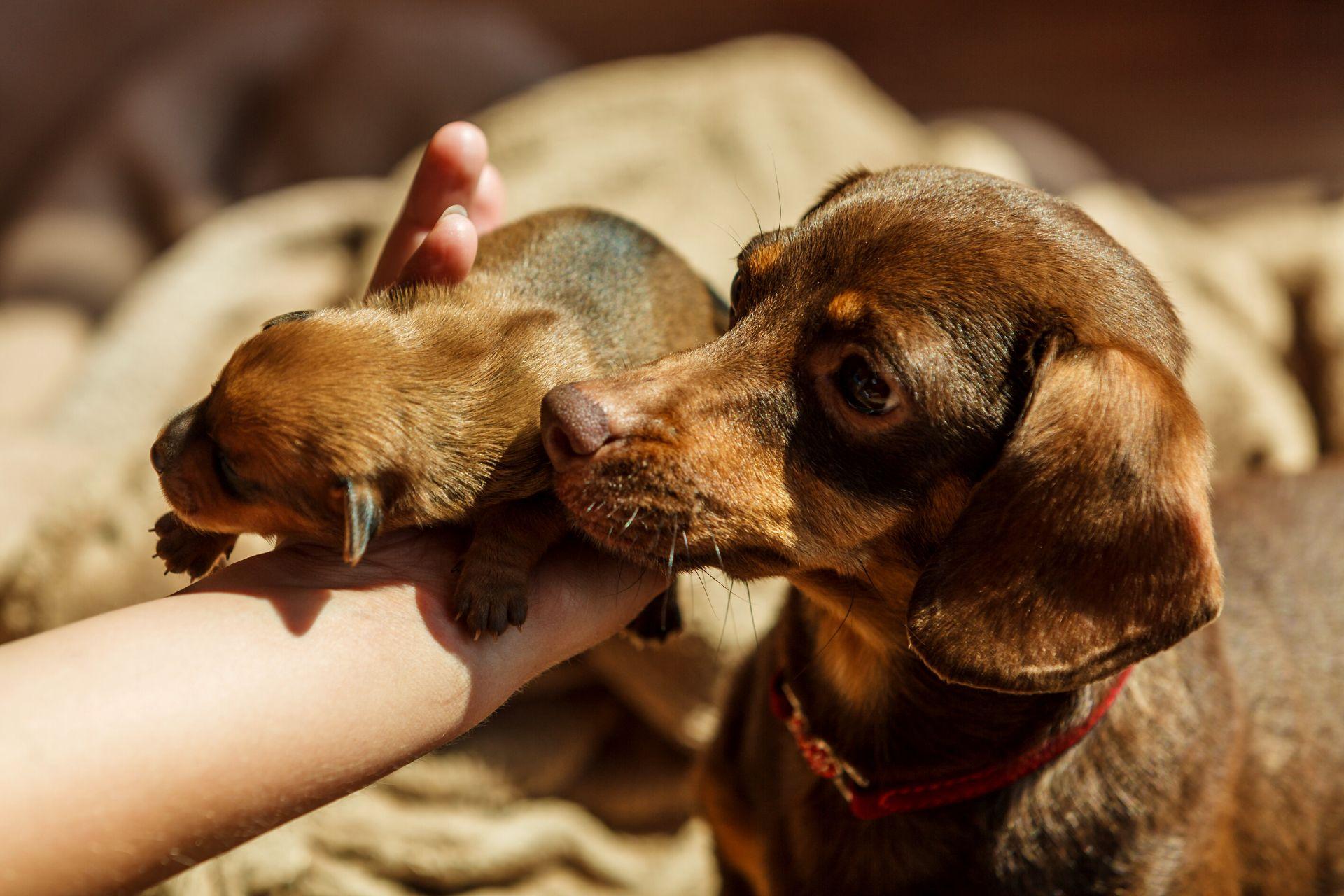 ujszulott-kutya-kolyok