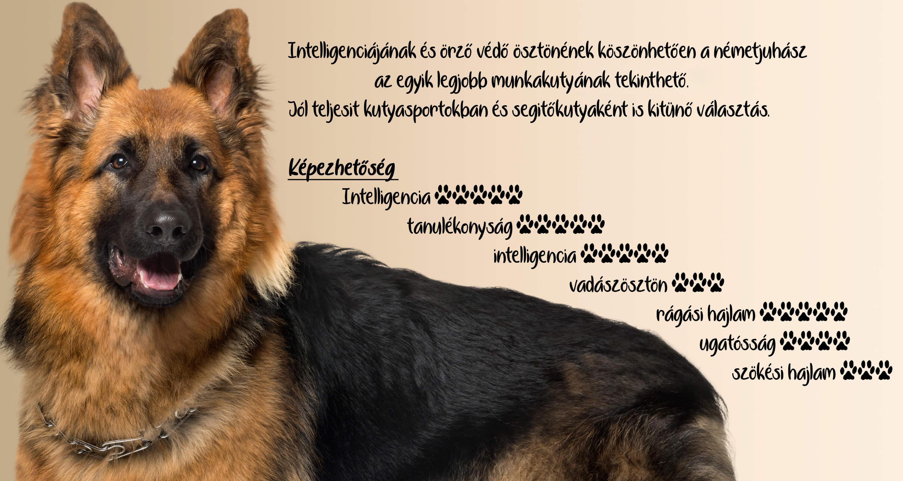 hosszú szőrű németjuhász