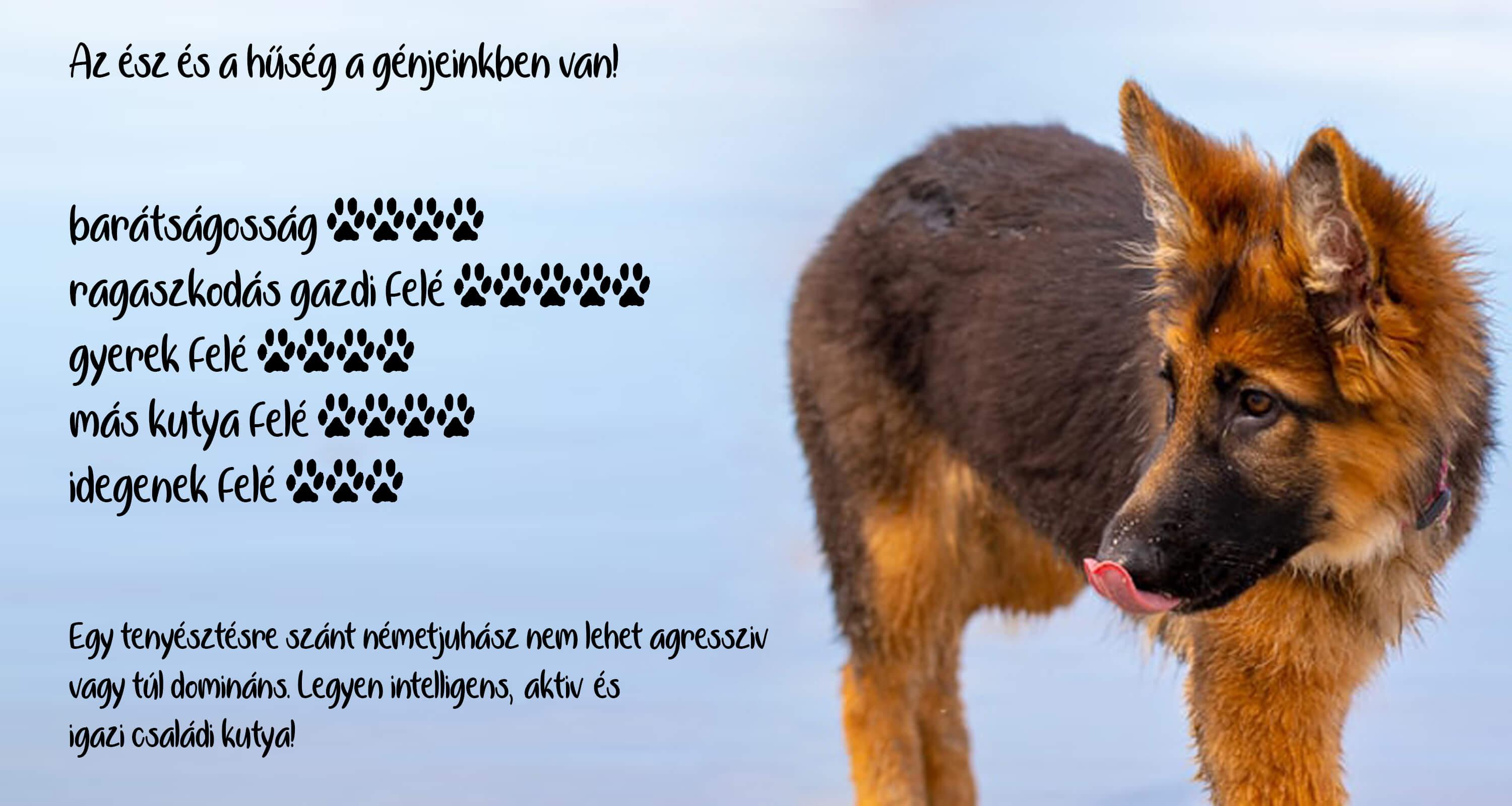 németjuhász képek