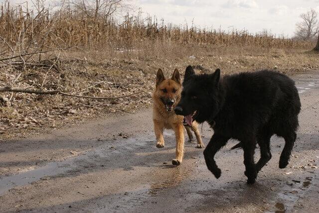 németjuhász kiskutyák