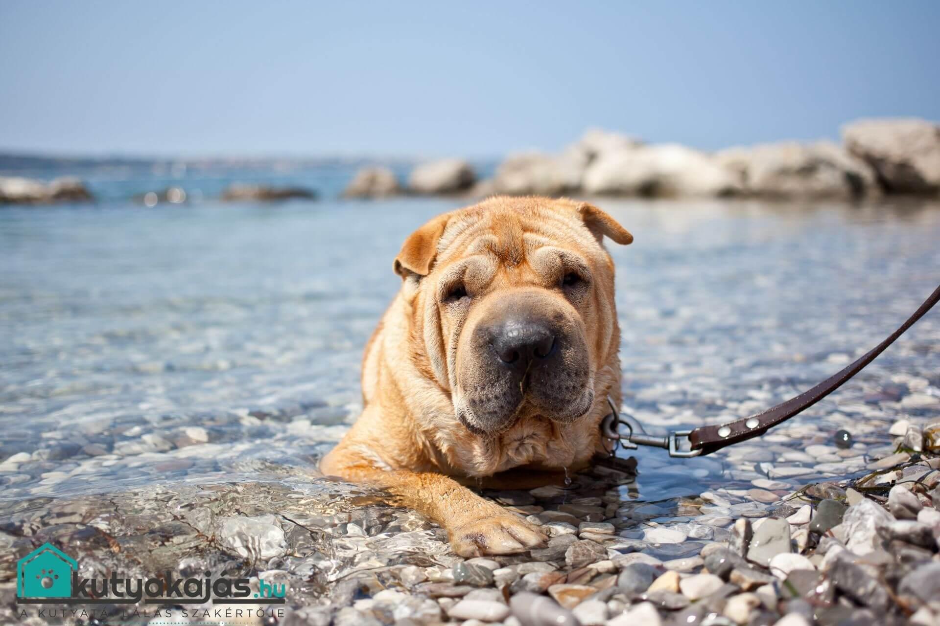 kinai-sharpei