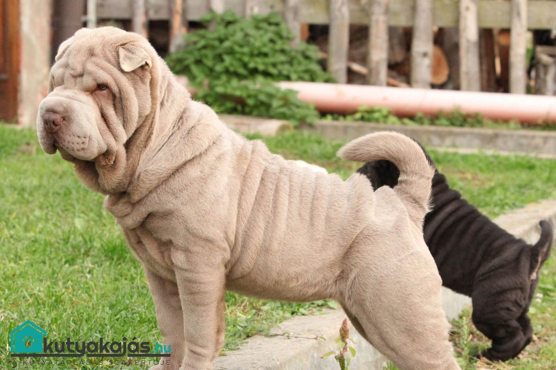 Mini Sharpay Shar pei – a kínai kuriózum