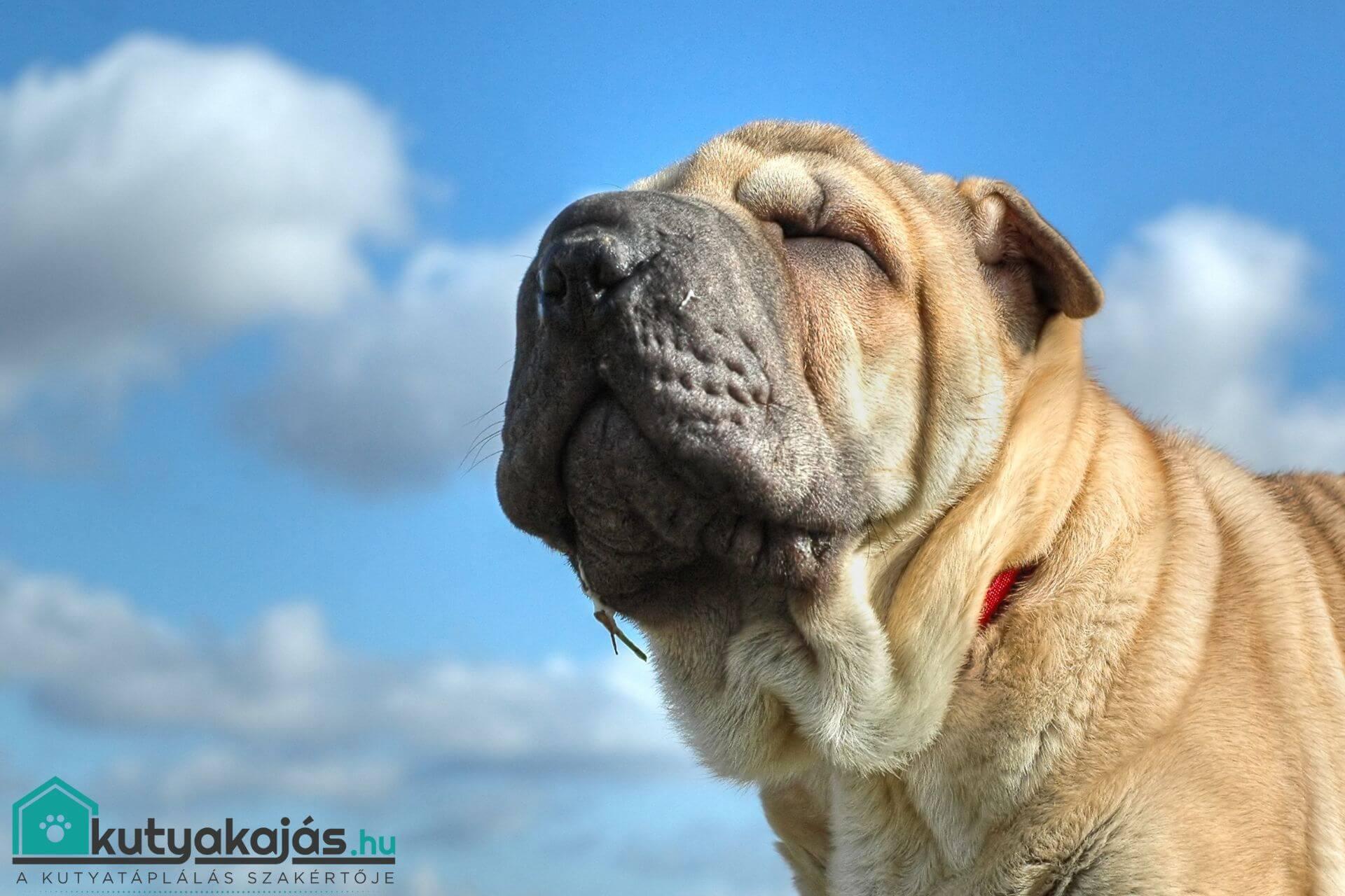 shar-pei-kutya