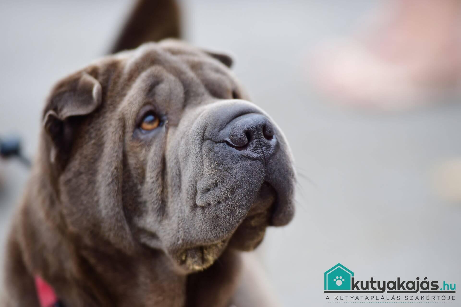 sharpei-kutya-feje