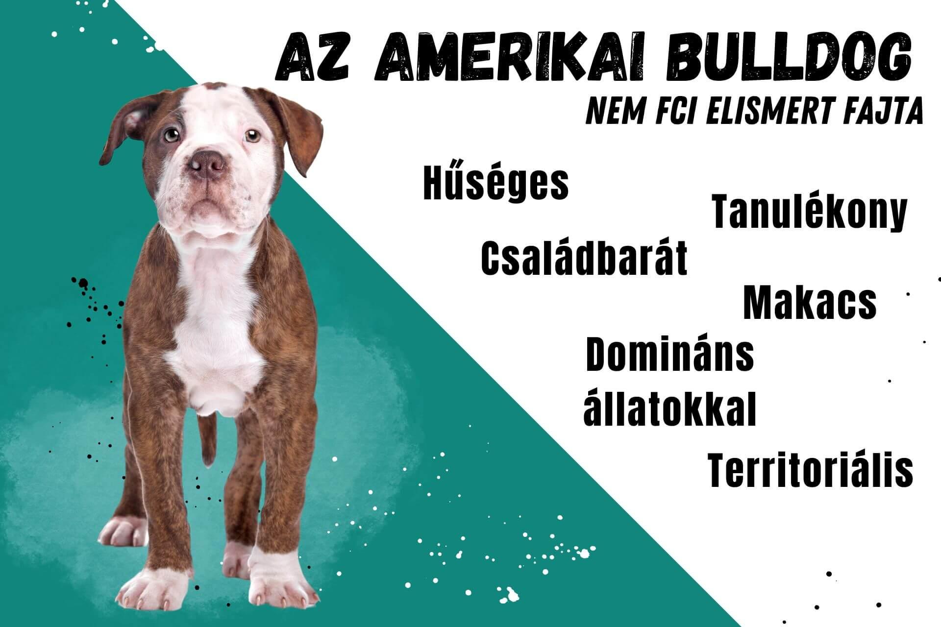 amerikai-bulldog