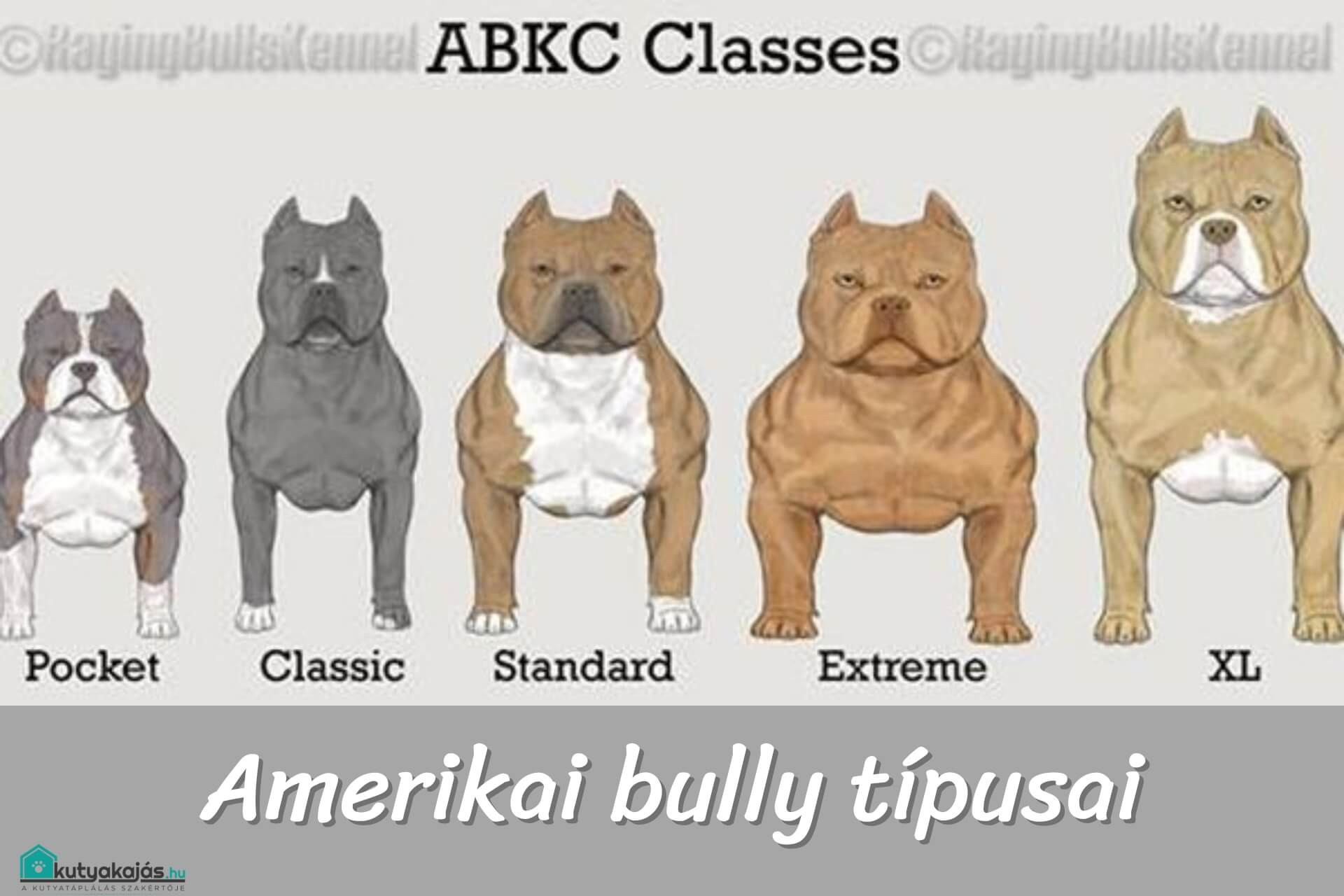 Bully Rot Az amerikai bully- a ritka külsőben egy csodás szív dobog