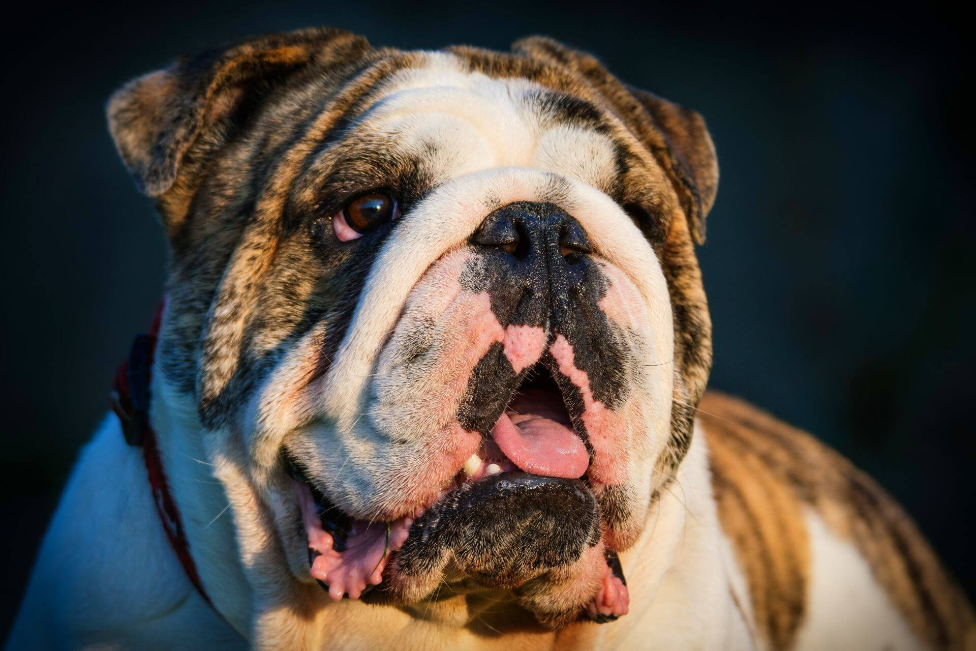 Angol bulldog- a turcsi orrú nehézbirkózó