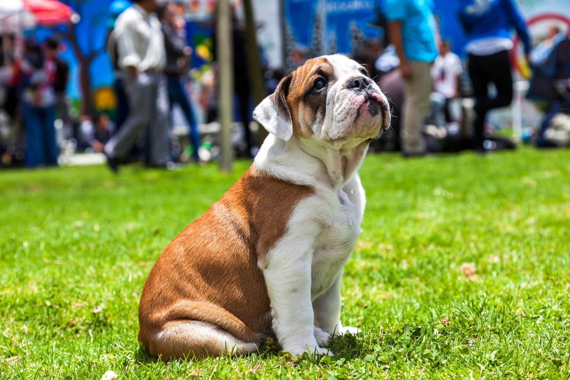 Angol bulldog- a turcsi orrú nehézbirkózó