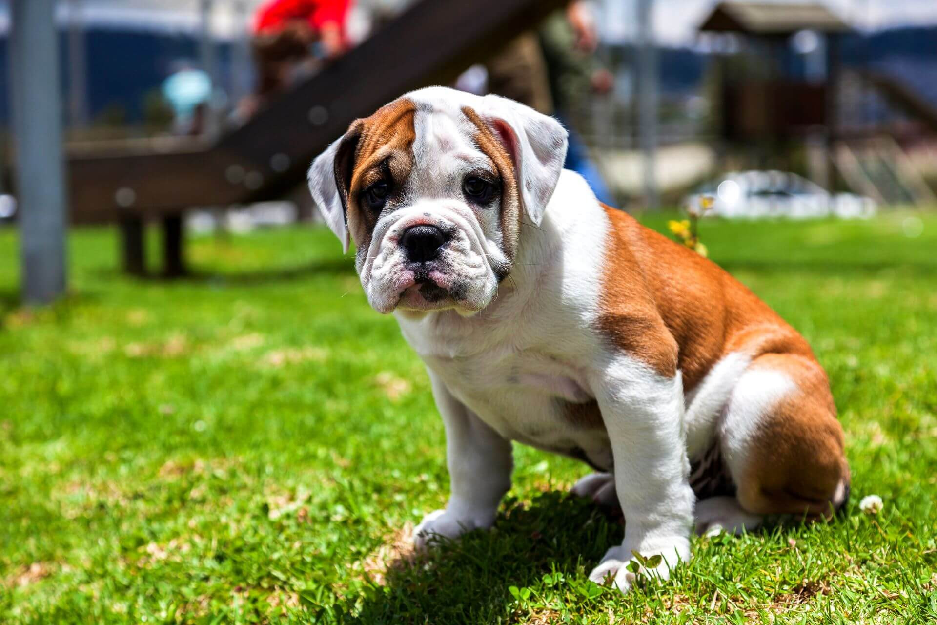 Angol bulldog- a turcsi orrú nehézbirkózó