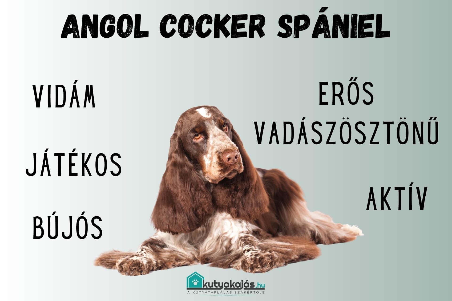 angol-cocker-spaniel