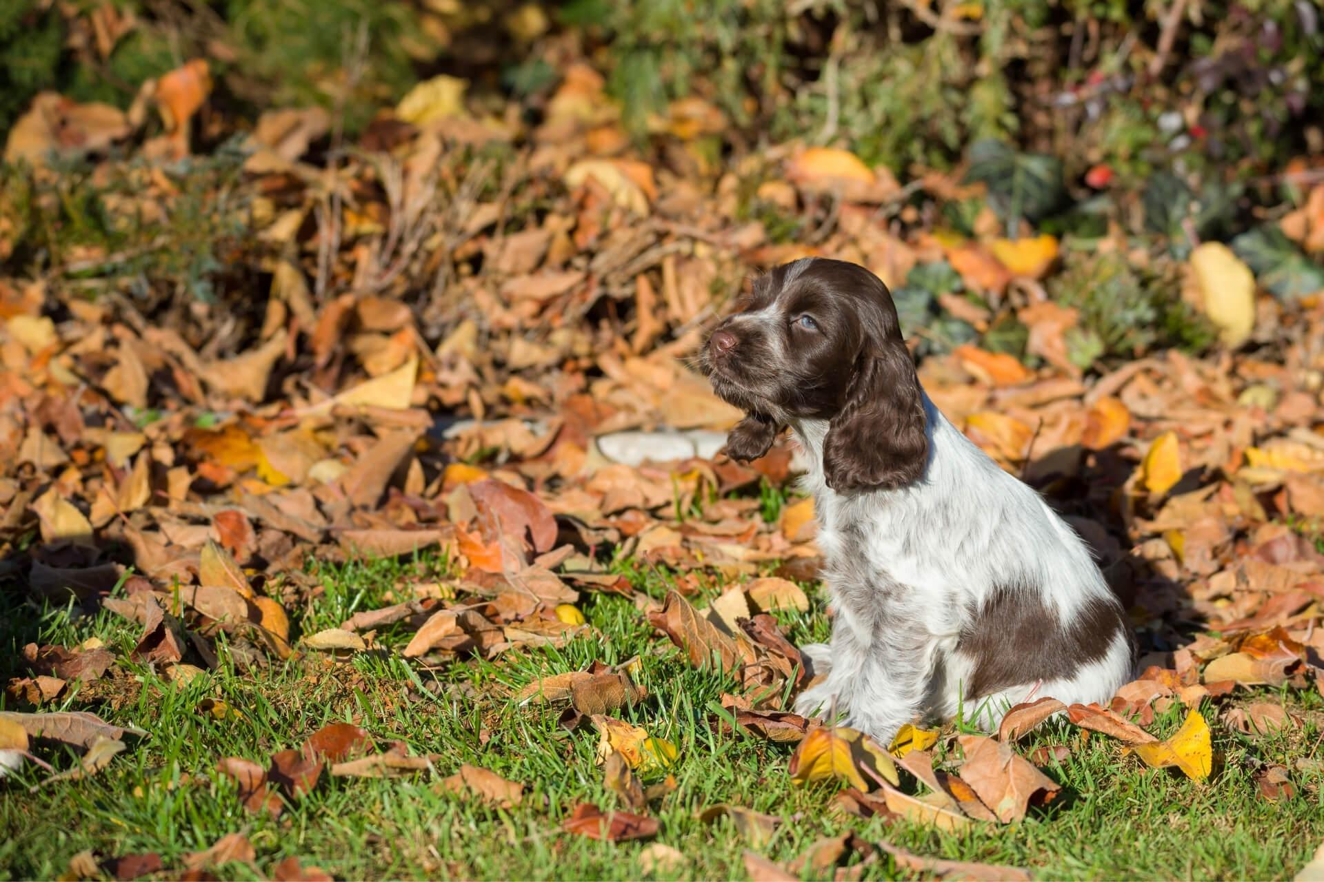 angol-spaniel