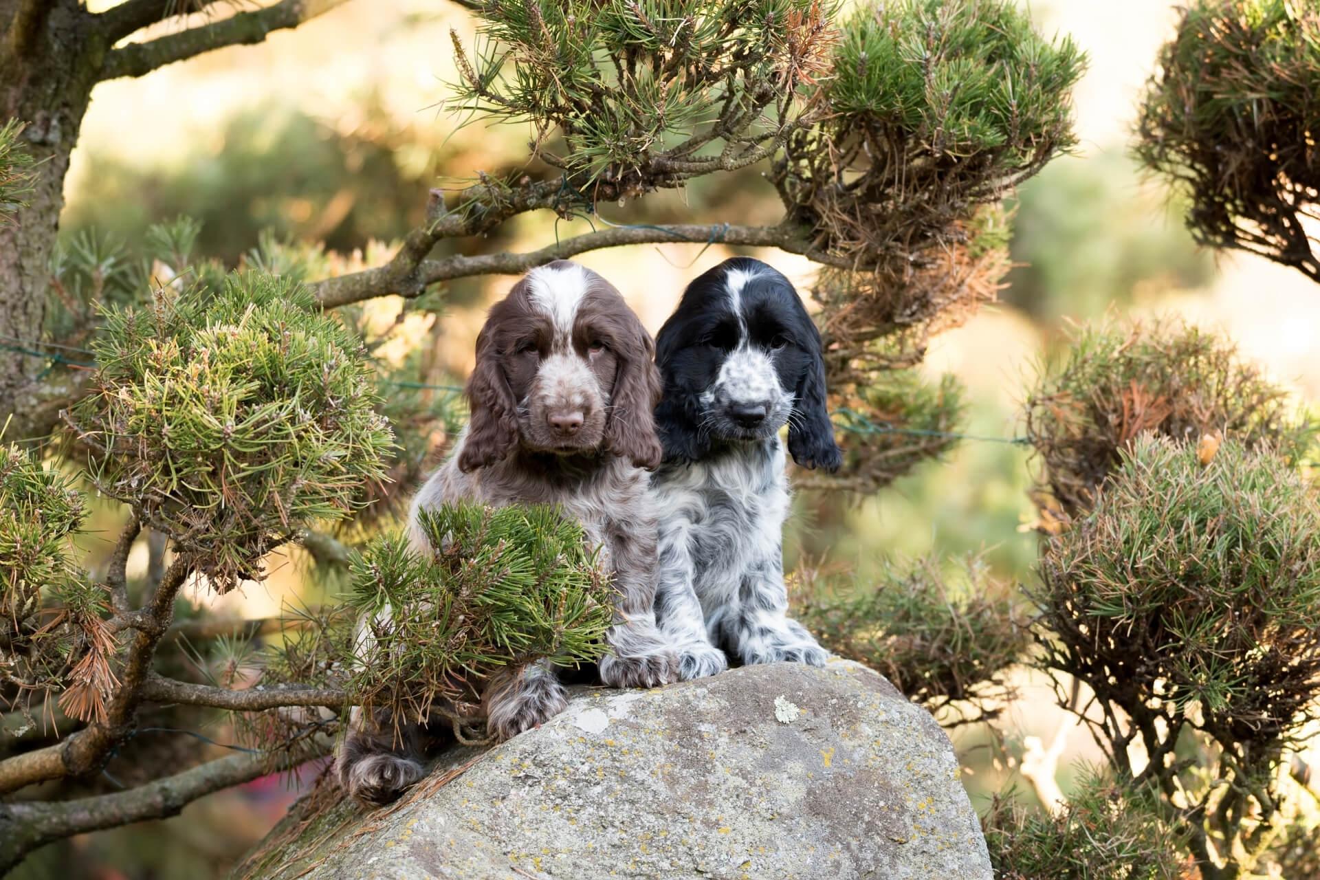 cocker-spaniel-tudnivalok