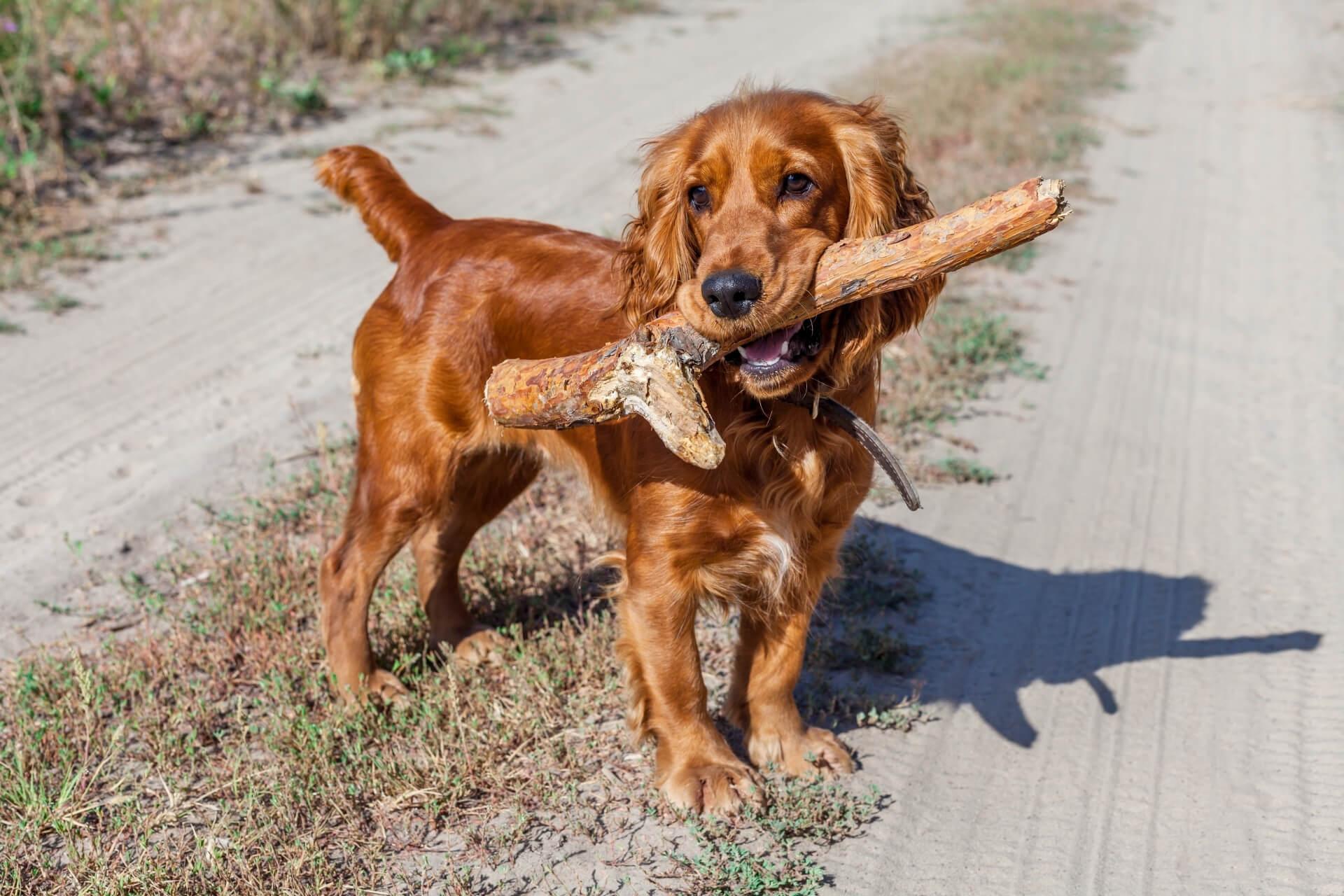 cocker-spaniel