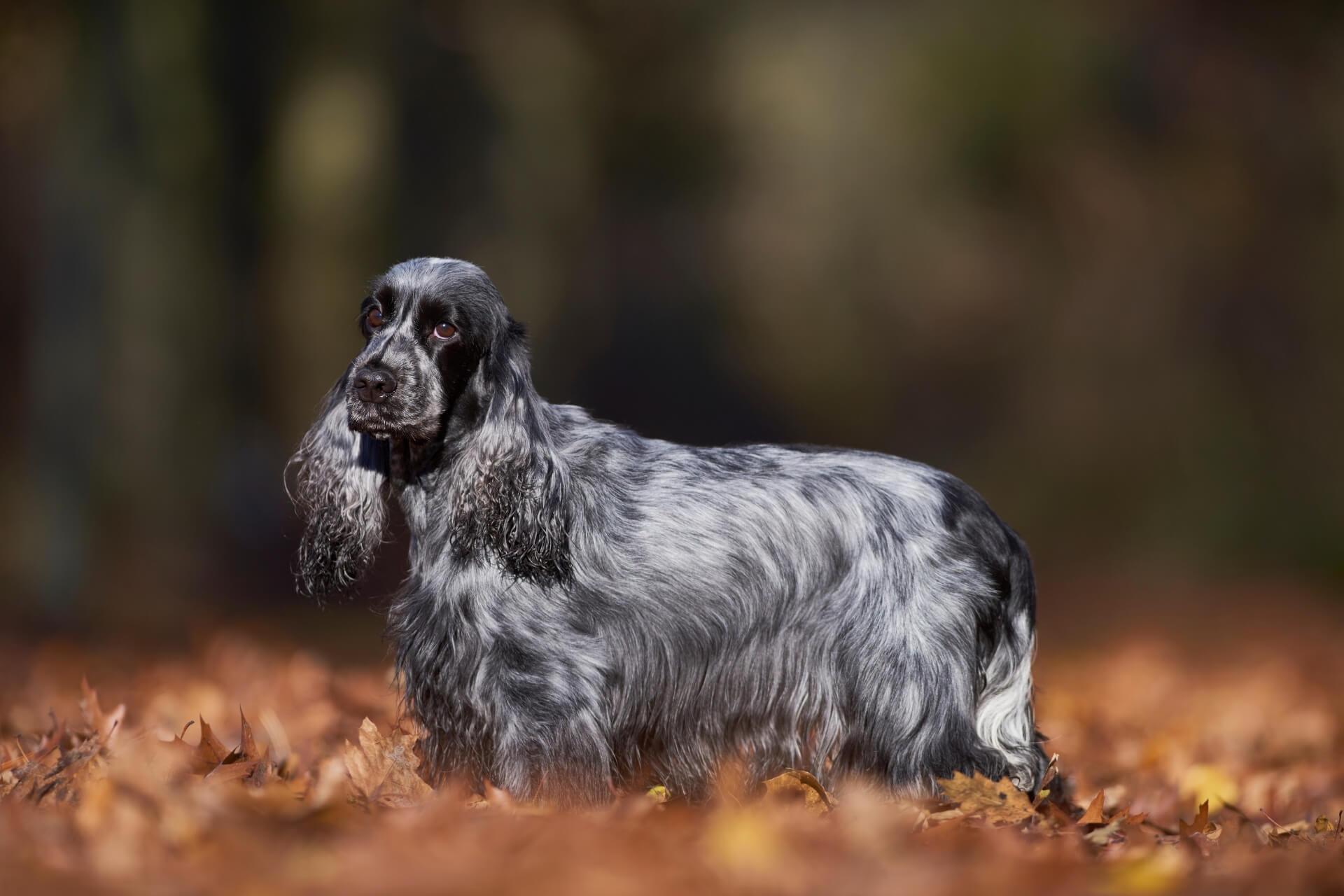 kokker-spaniel