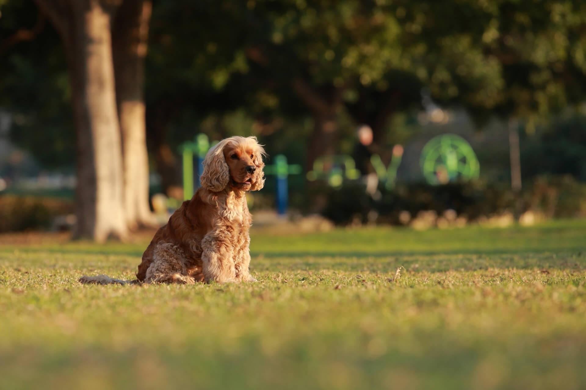 spaniel-kutya-fajta