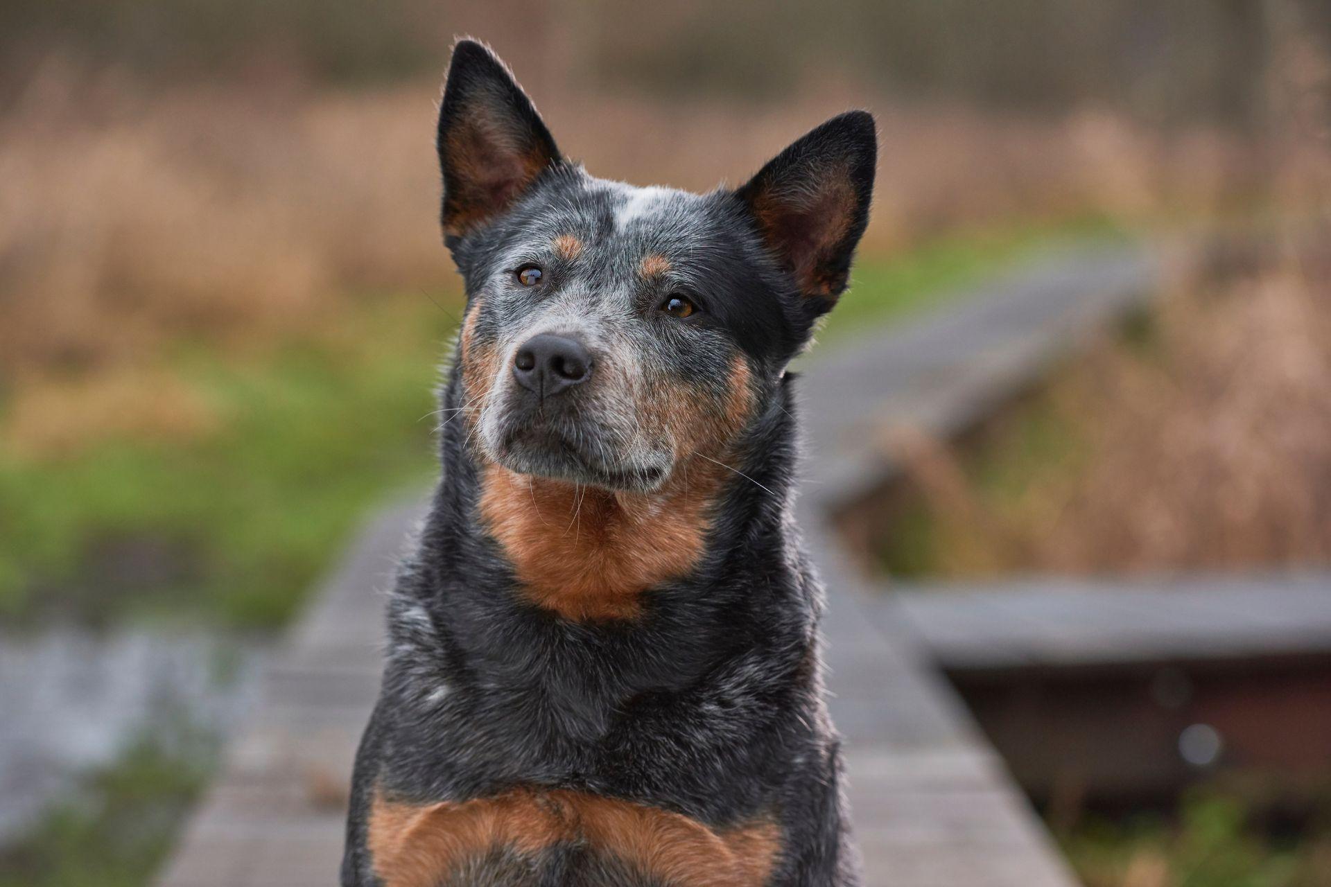 australian-cattle-dog