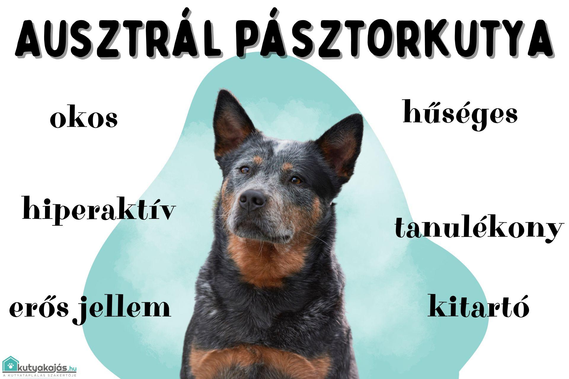 ausztral-kutya