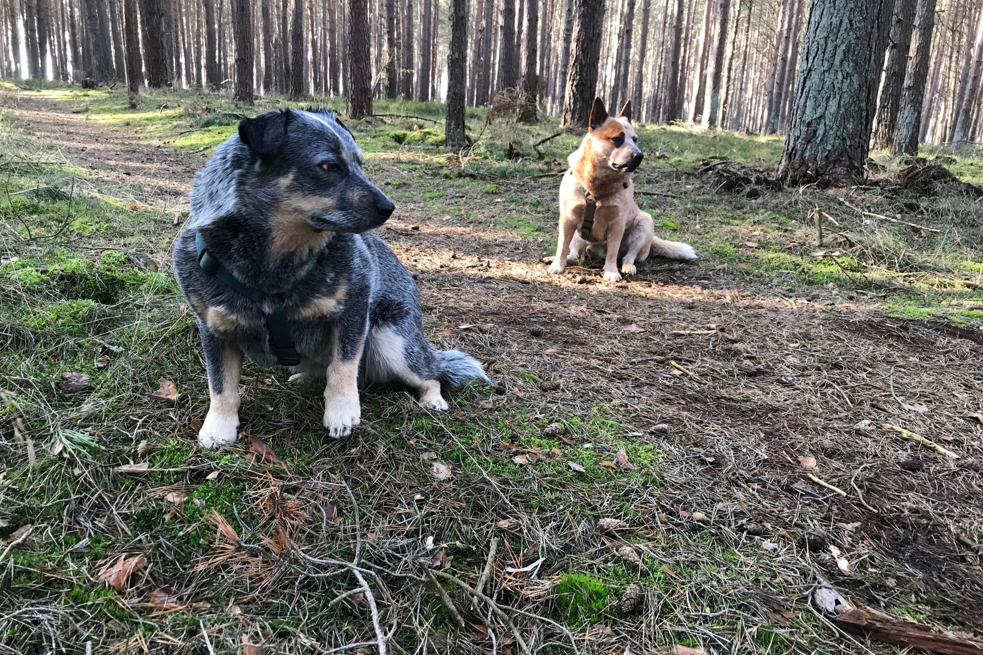 cattle-dog