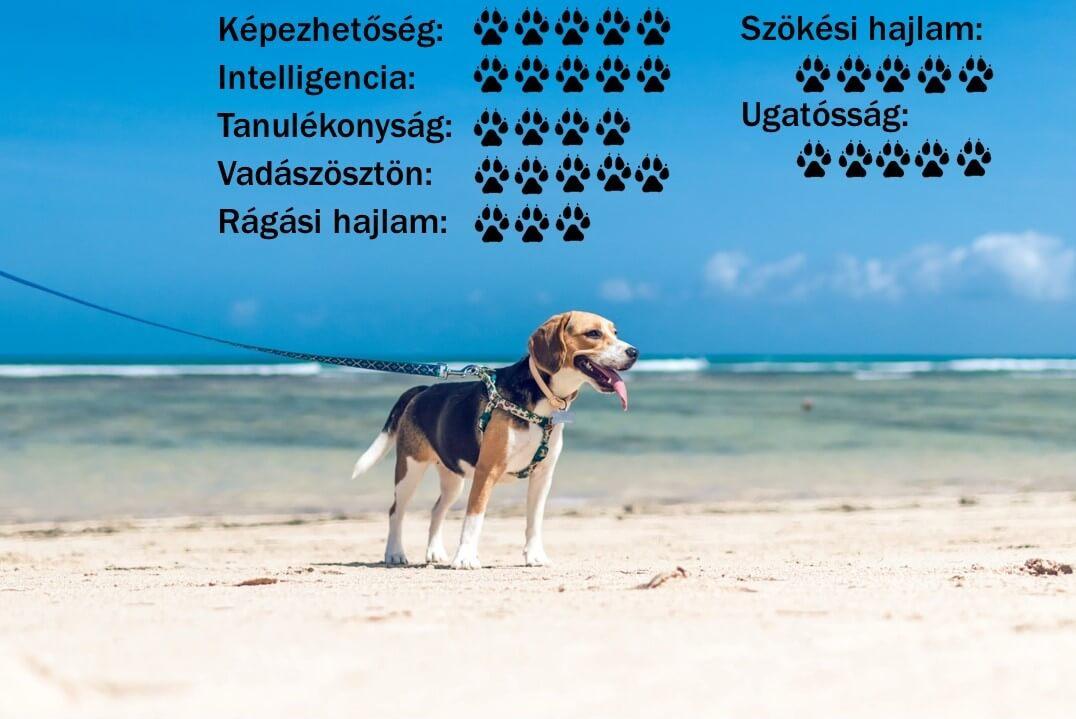 beagle kutya