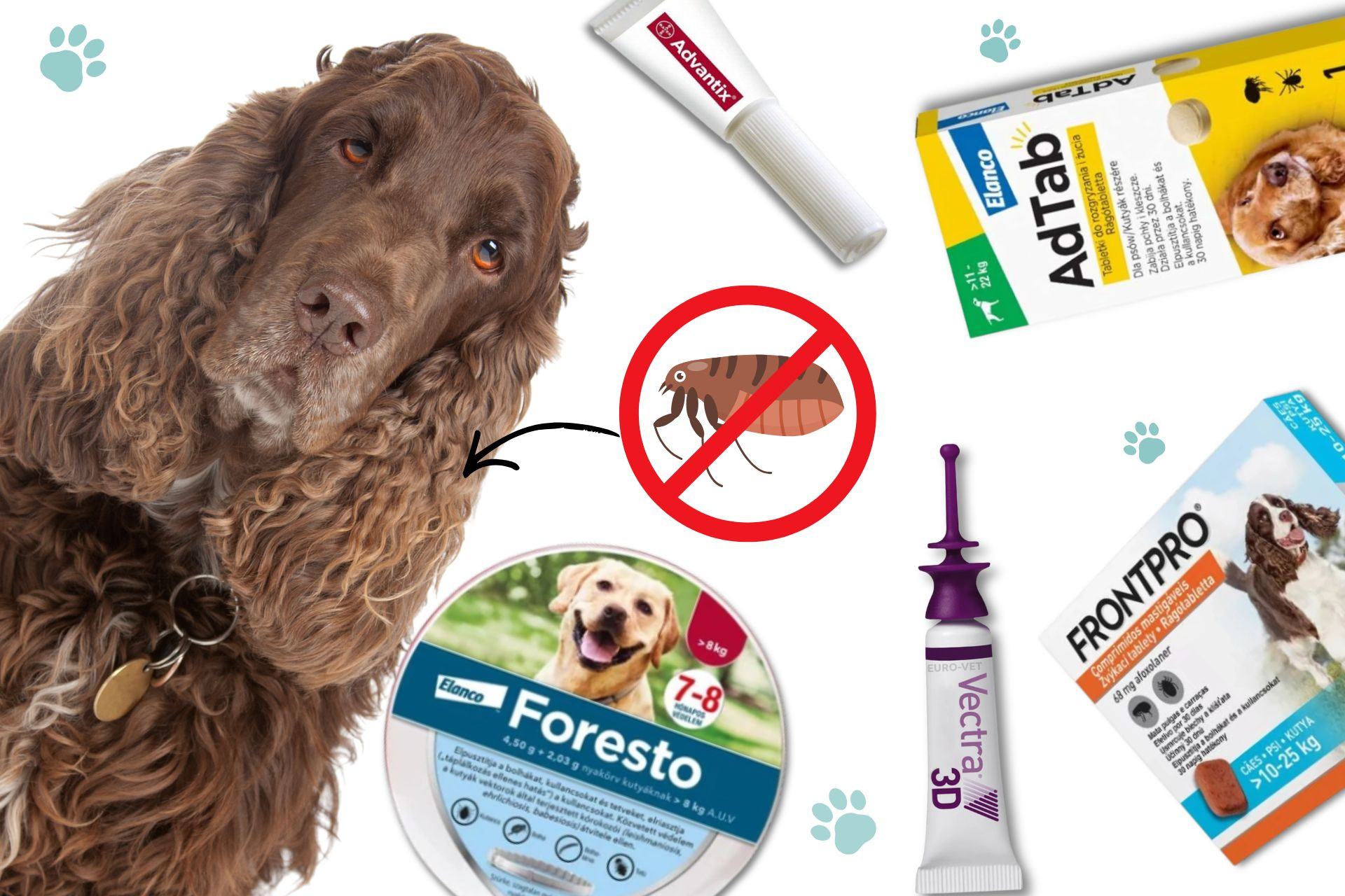 bolhak-ellen-lakasban