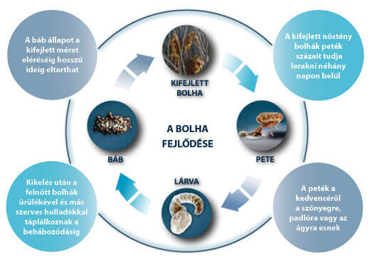 Mit tegyünk a bolha ellen?
