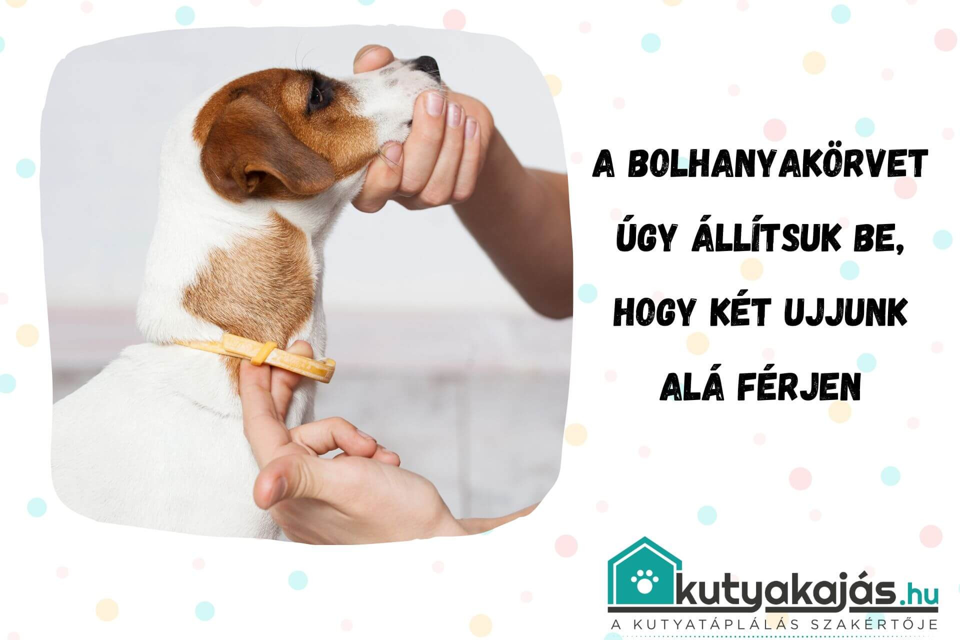 Mit tegyünk a bolha ellen?