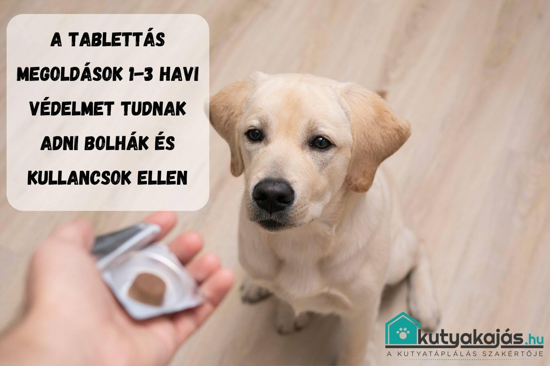 bolhas-kutya-tabletta