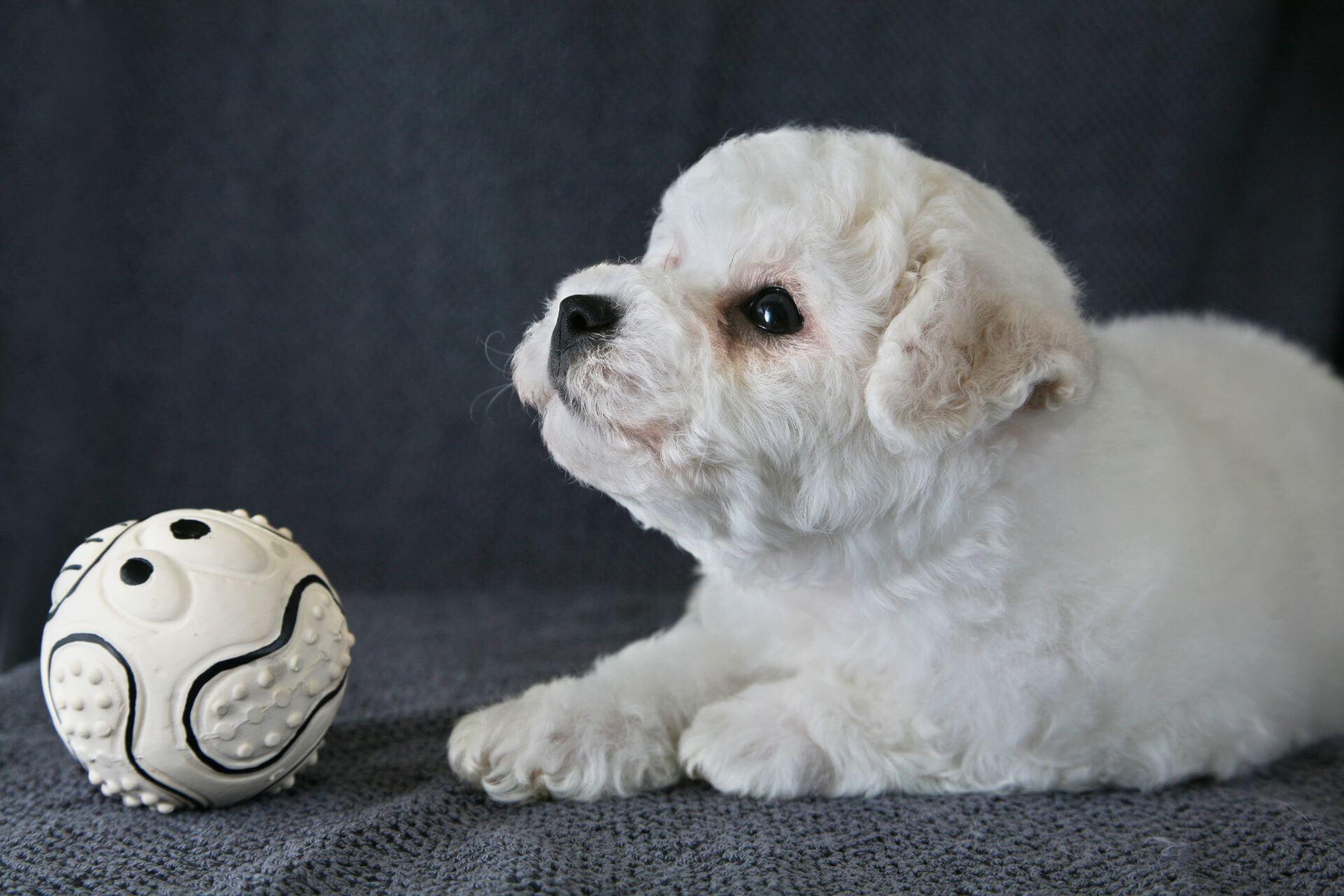 Mini store bichon bolognese