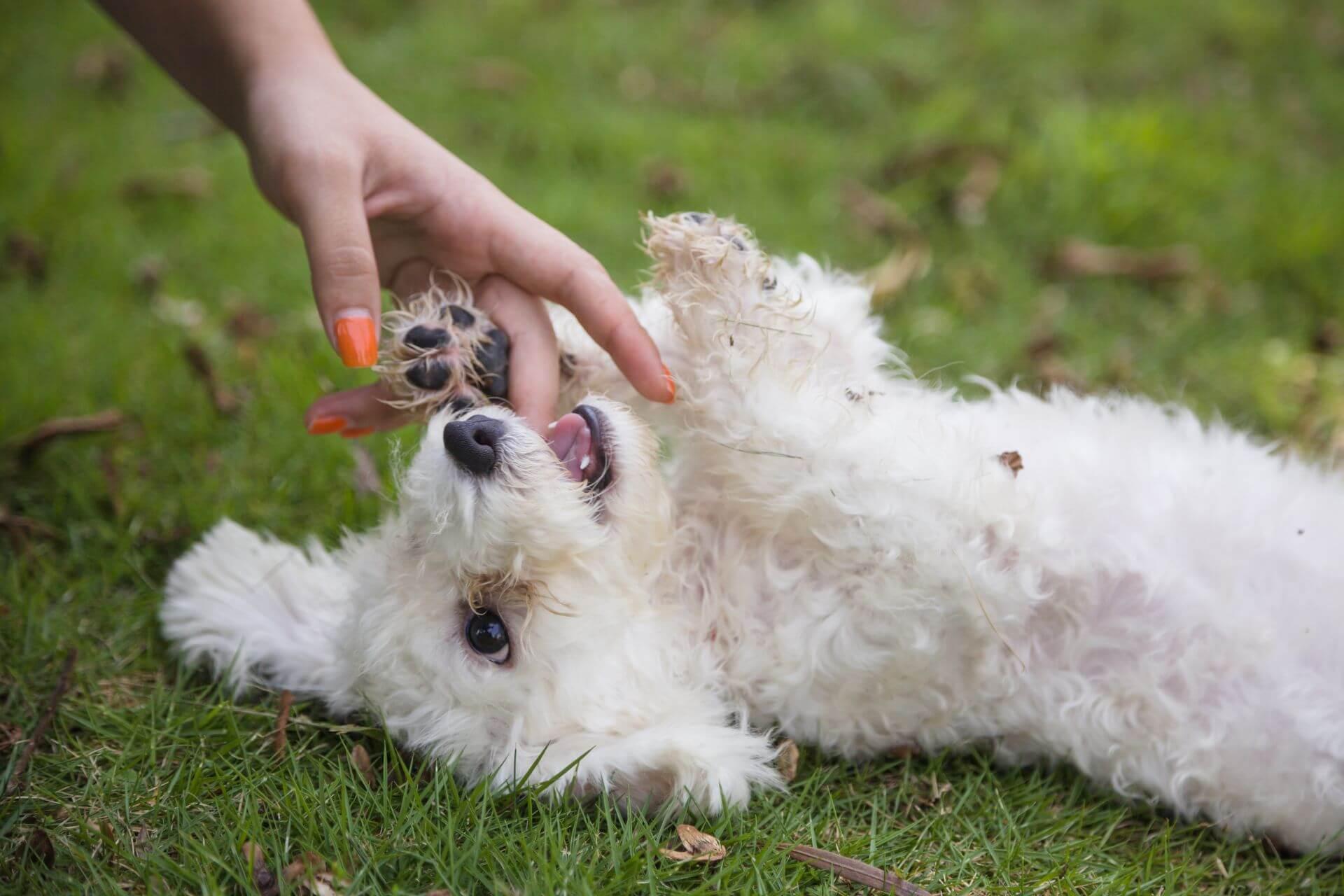bichon-kolyok-kutya