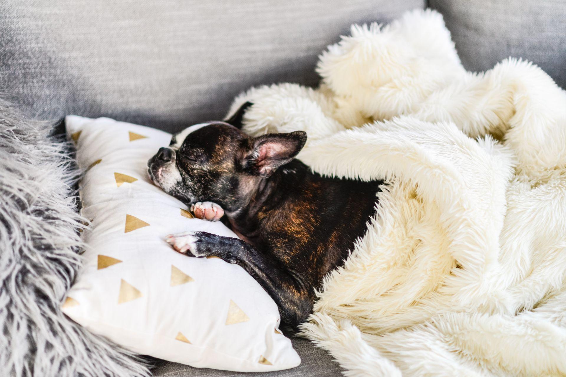 boston-terrier-alszik