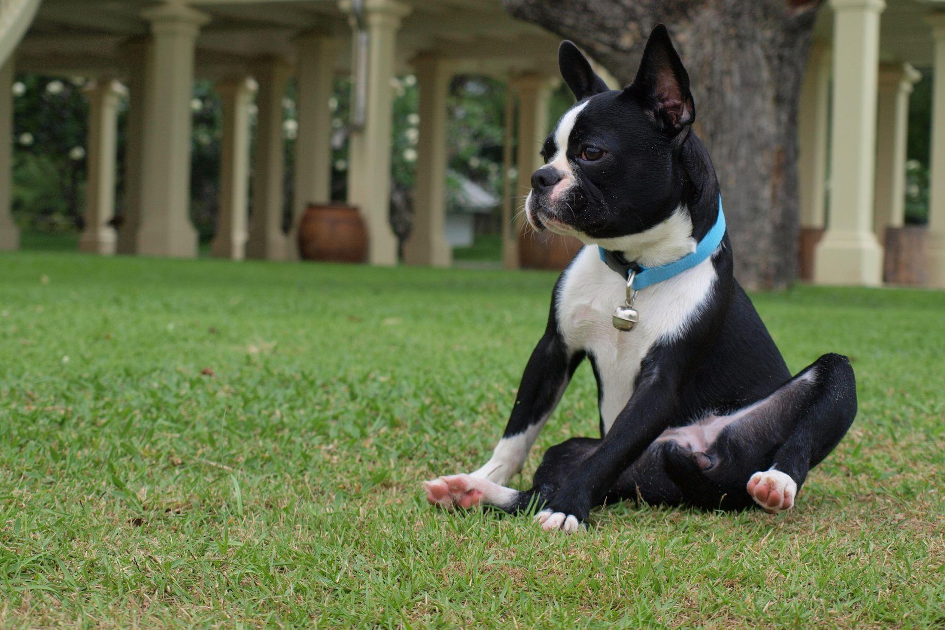 boston-terrier-ar
