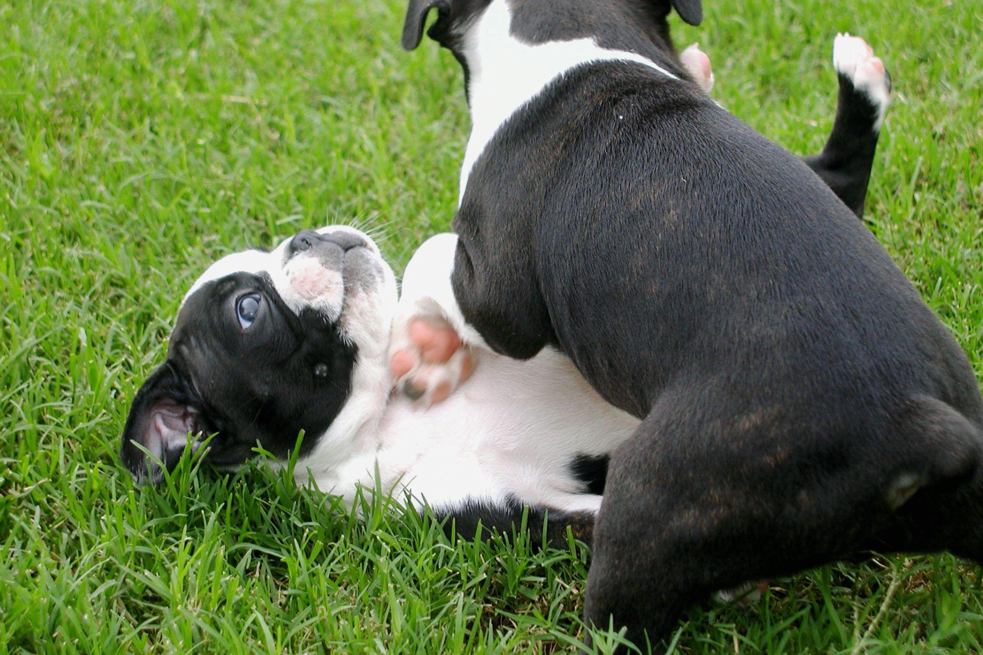 boston-terrier-ara