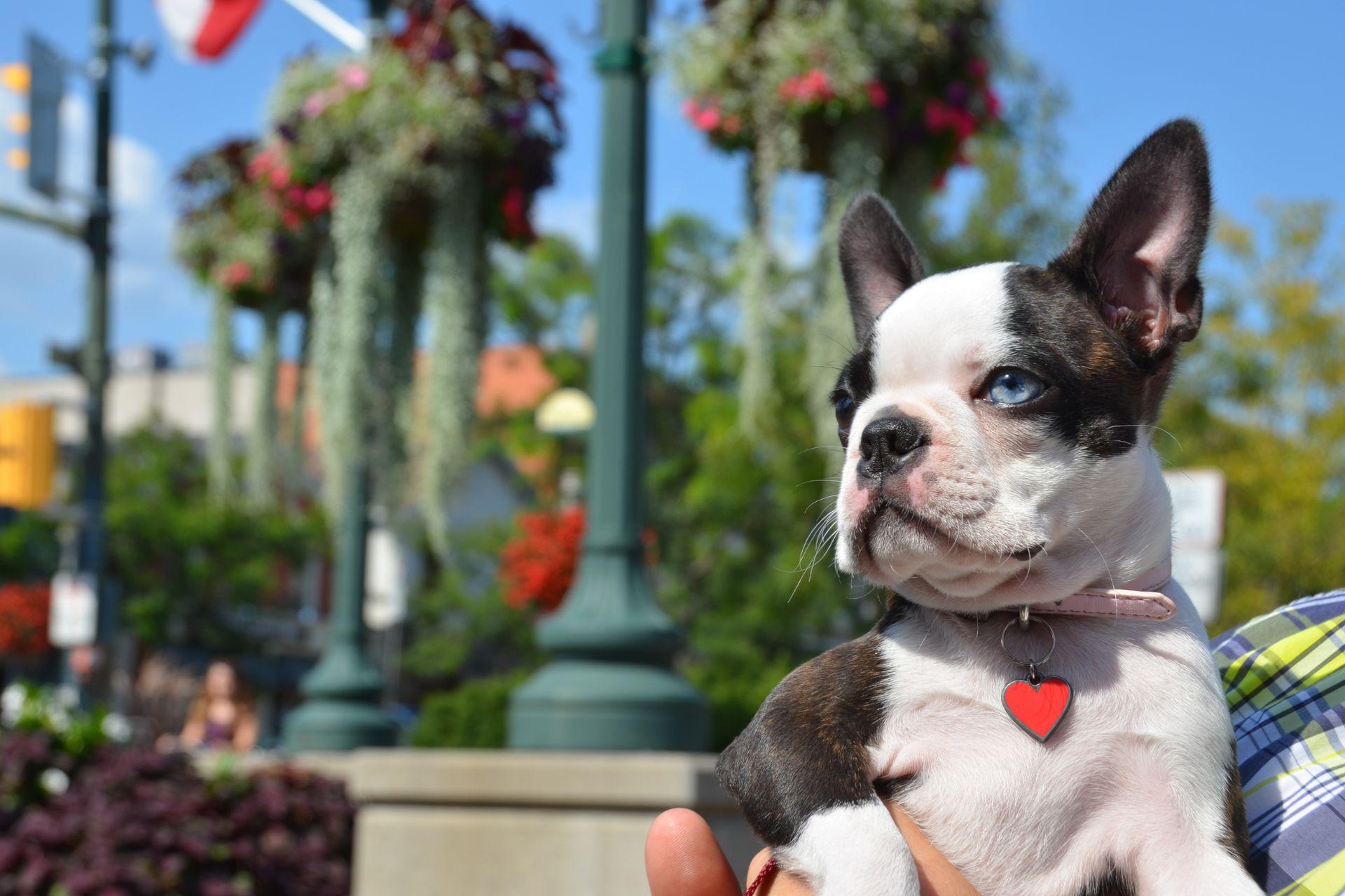 boston-terrier-arak