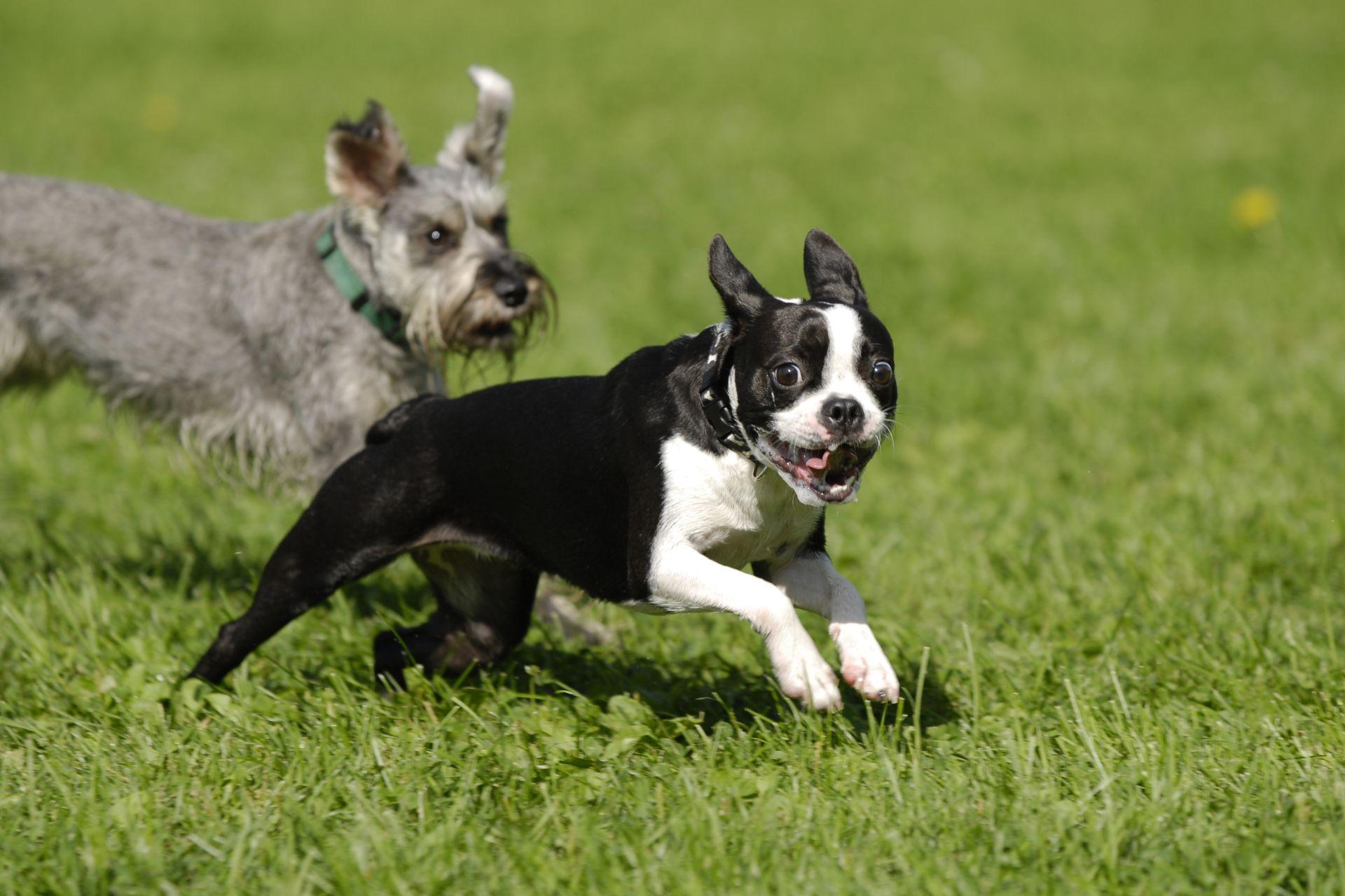 boston-terrier-jatszik