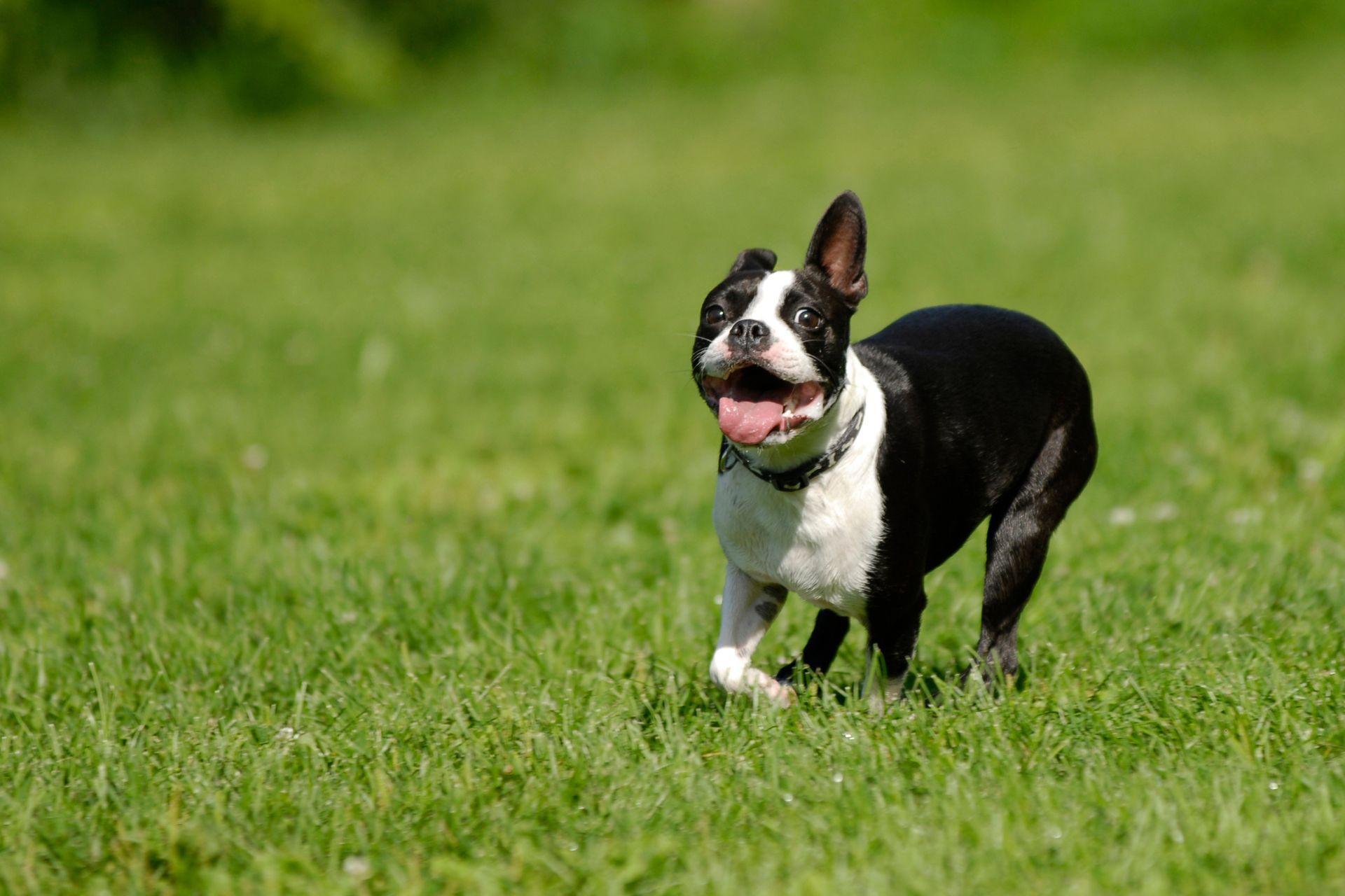 boston-terrier-kennel