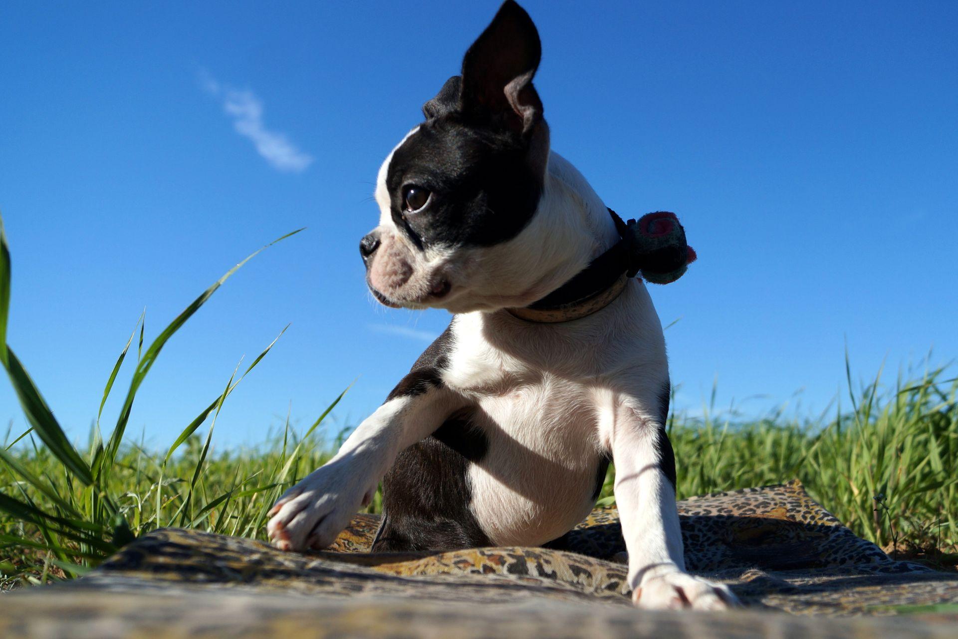 boston-terrier-kolyok