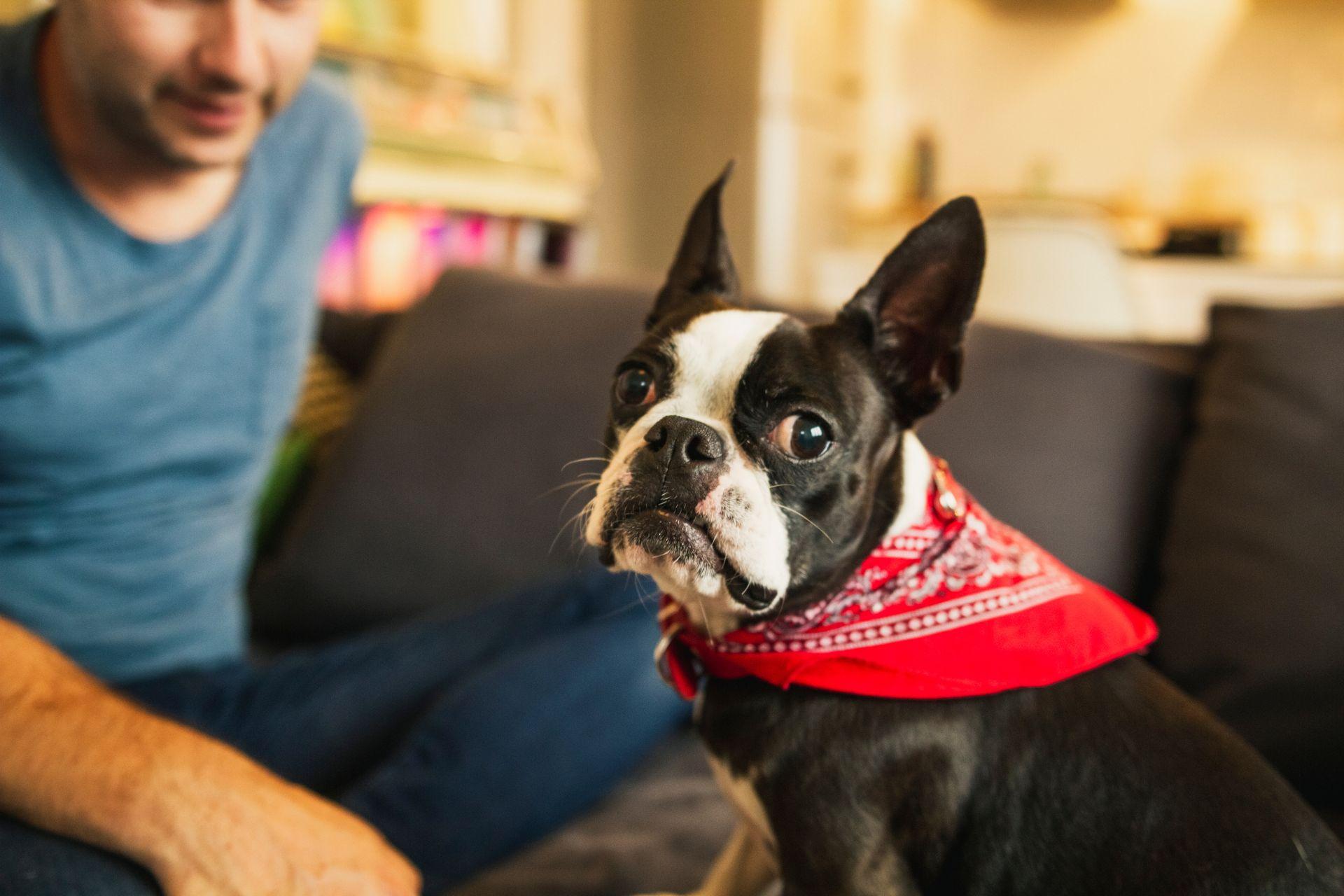 boston-terrier-lakasba