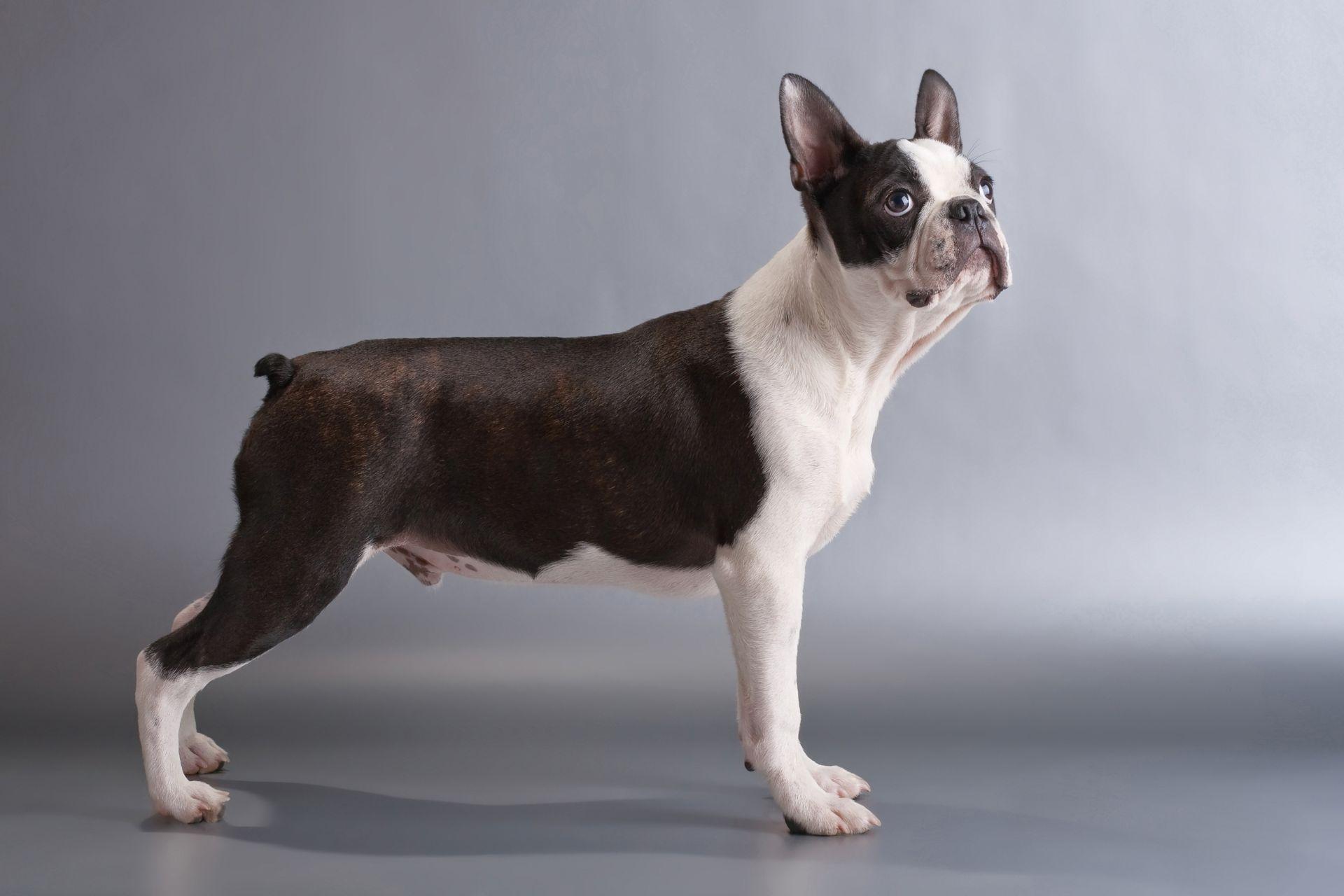 boston-terrier-mini