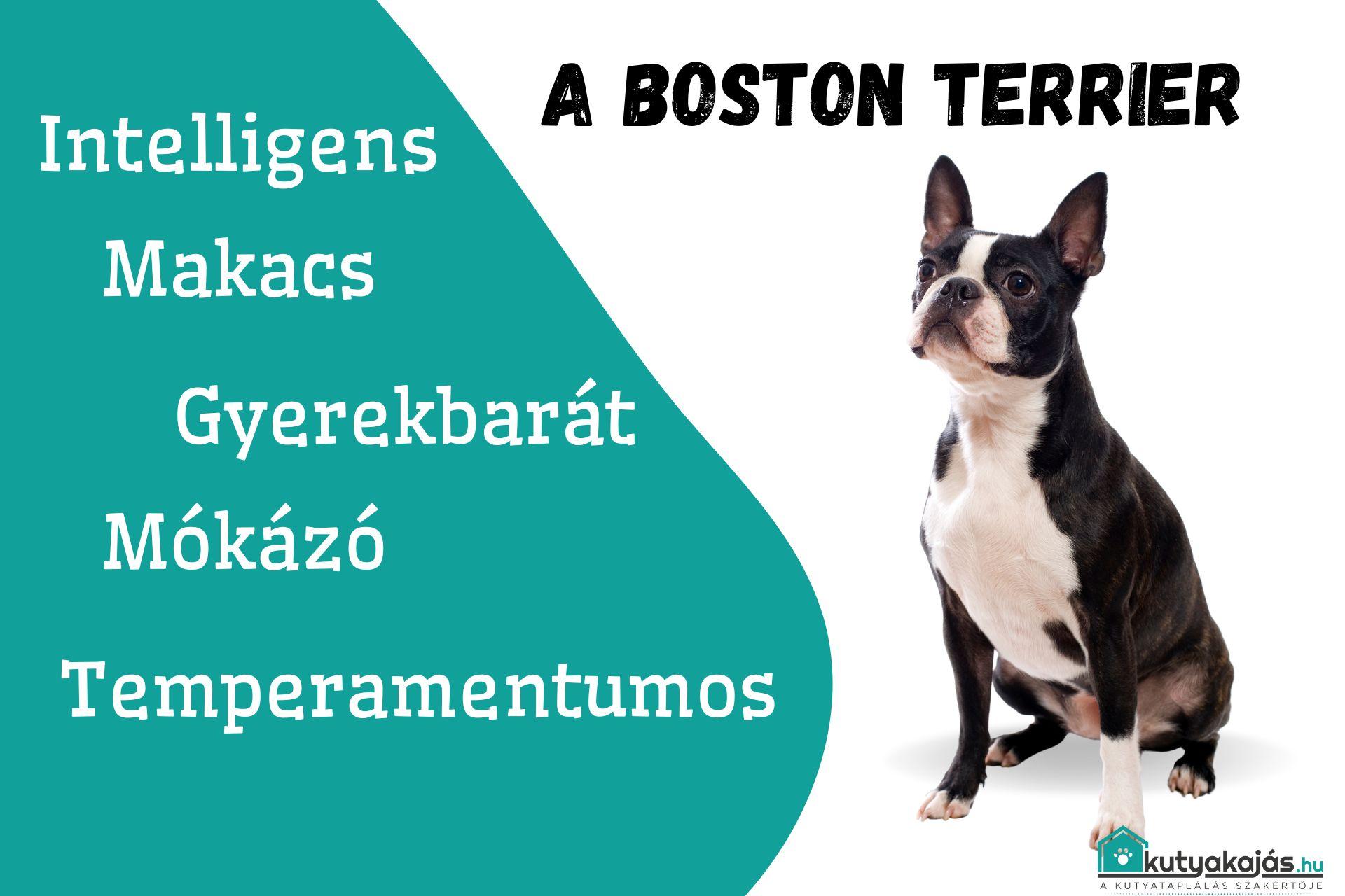 boston-terrier