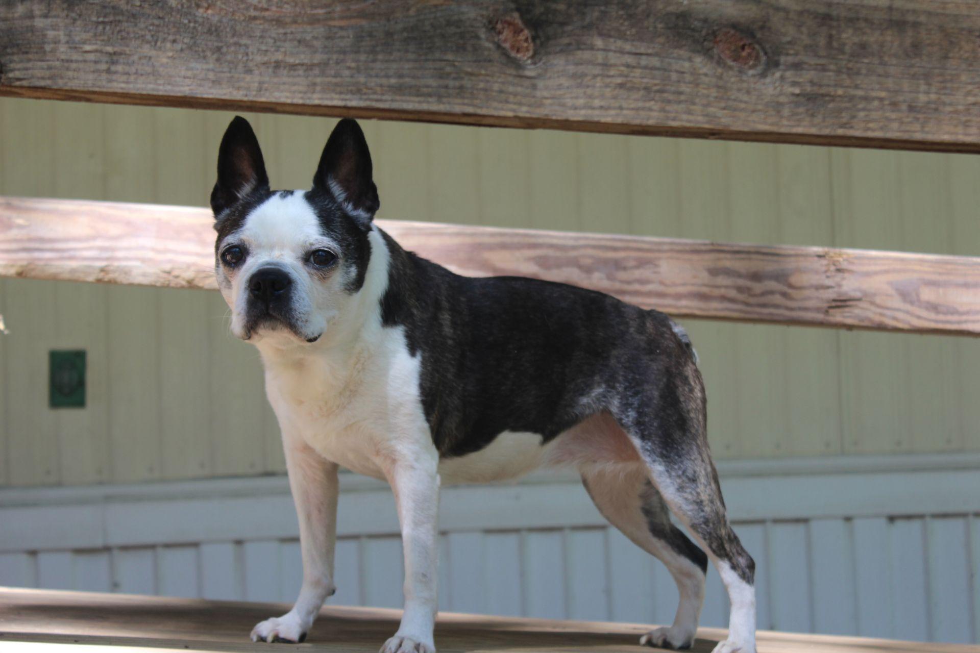 boston-terrier-idos-kutya