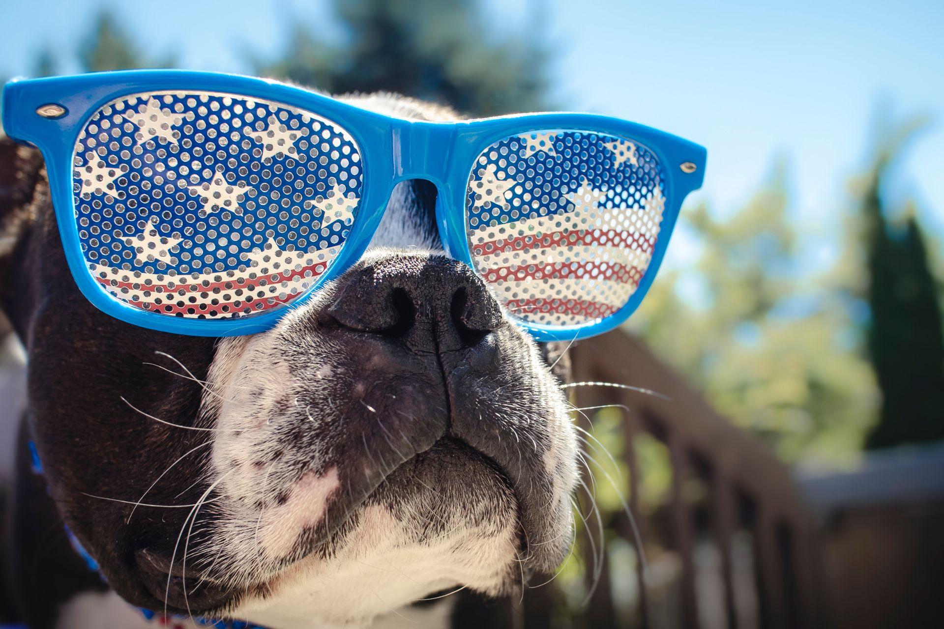 bostonterrier