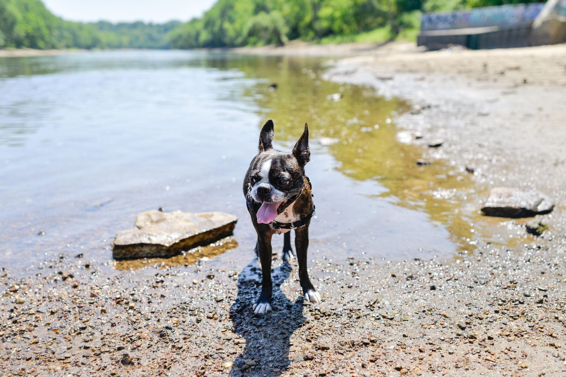 elado-boston-terrier