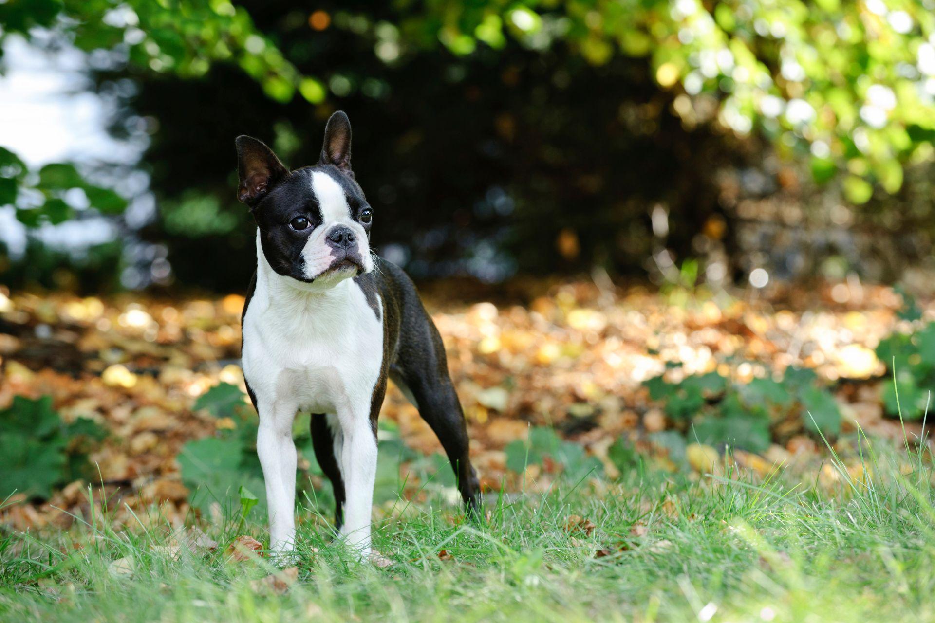 gazdikereso-boston-terrier