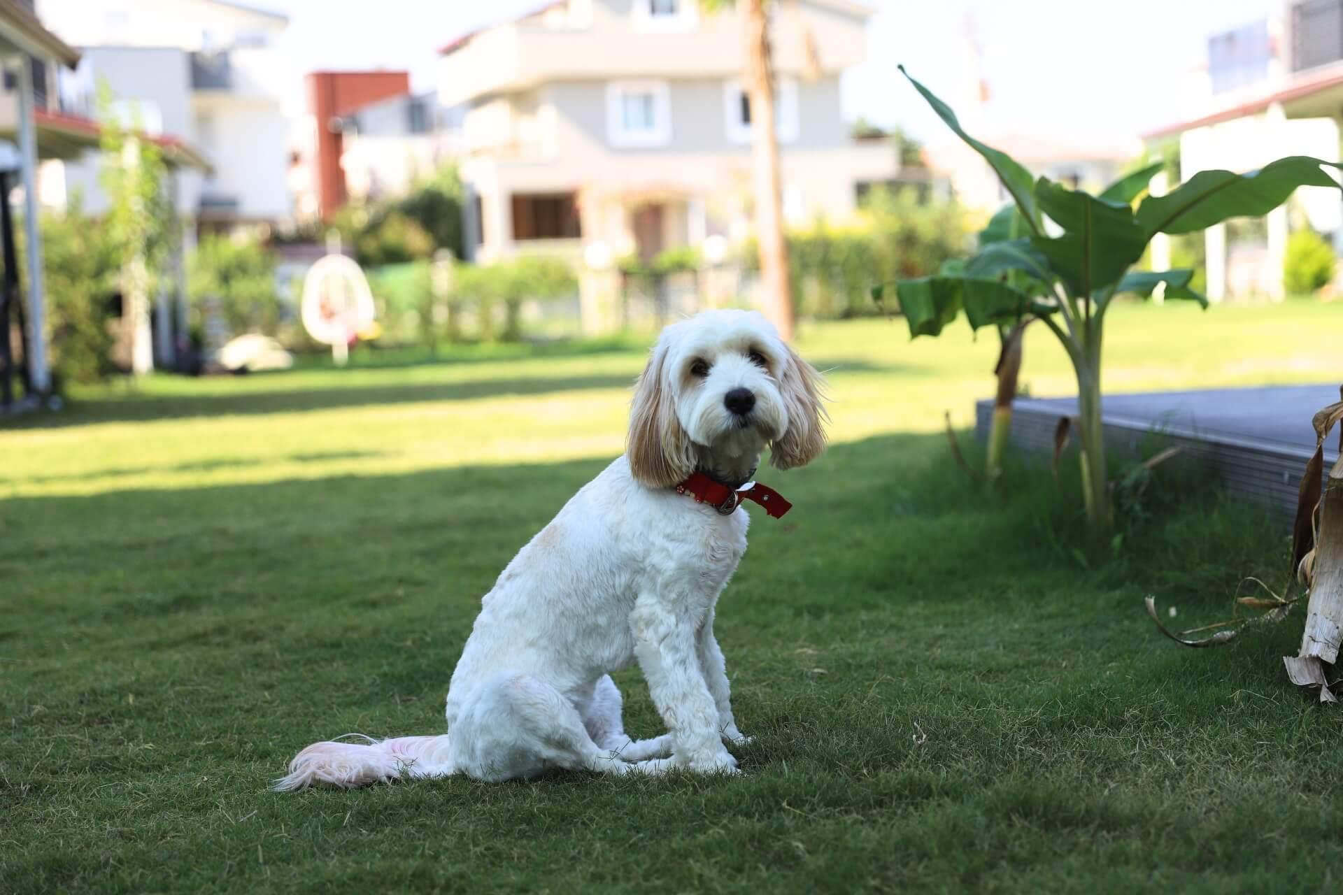 cavapoo-elado