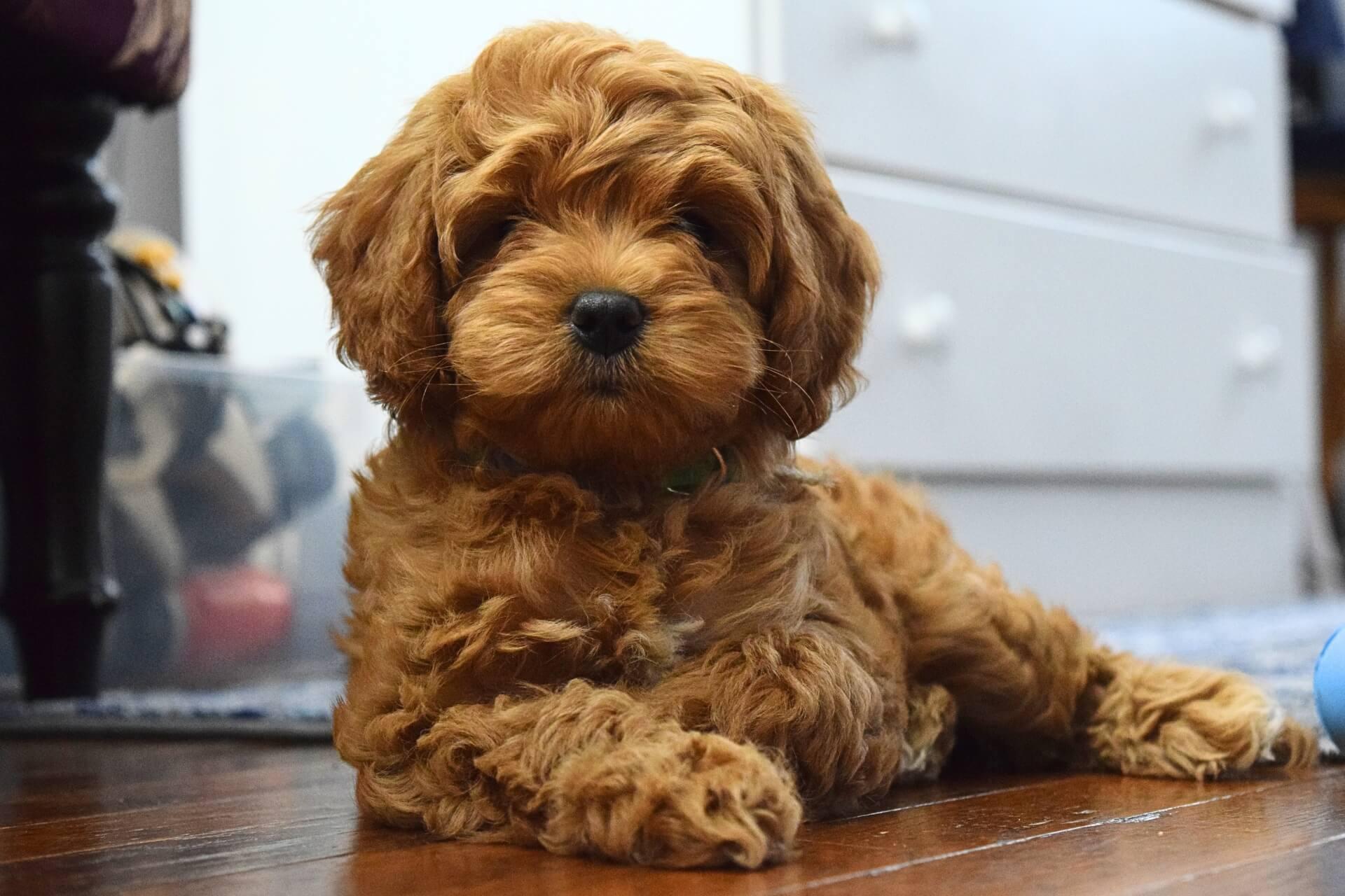 cavapoo-kennel