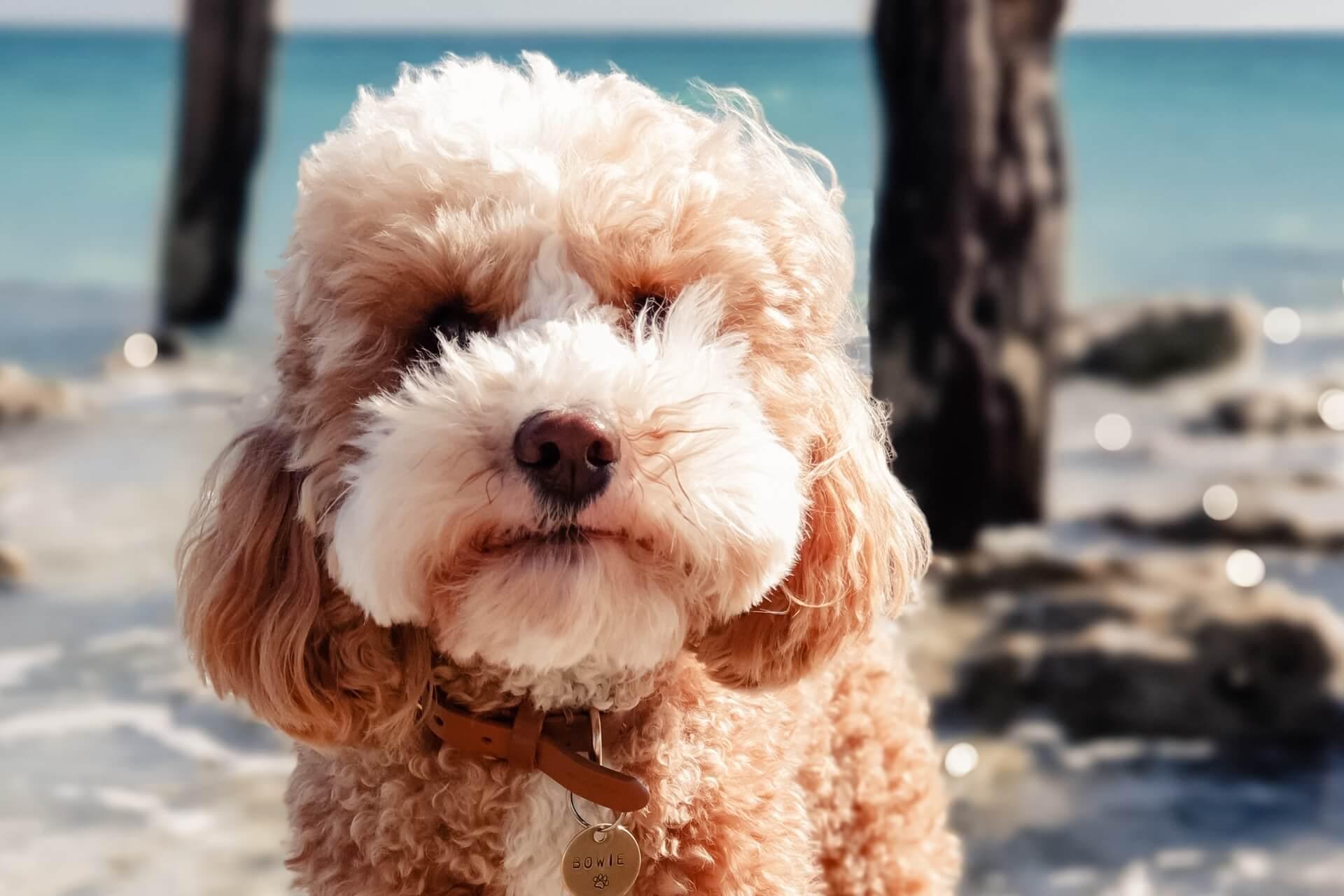 cavoodle-kennel-magyarorszag