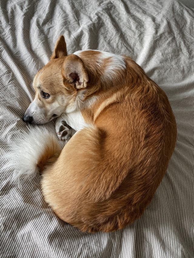 A nagy teherbírású kisdömper – a corgi A nagy teherbírású kisdömper – a corgi