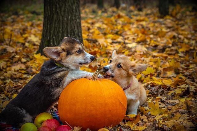 pembroke corgi